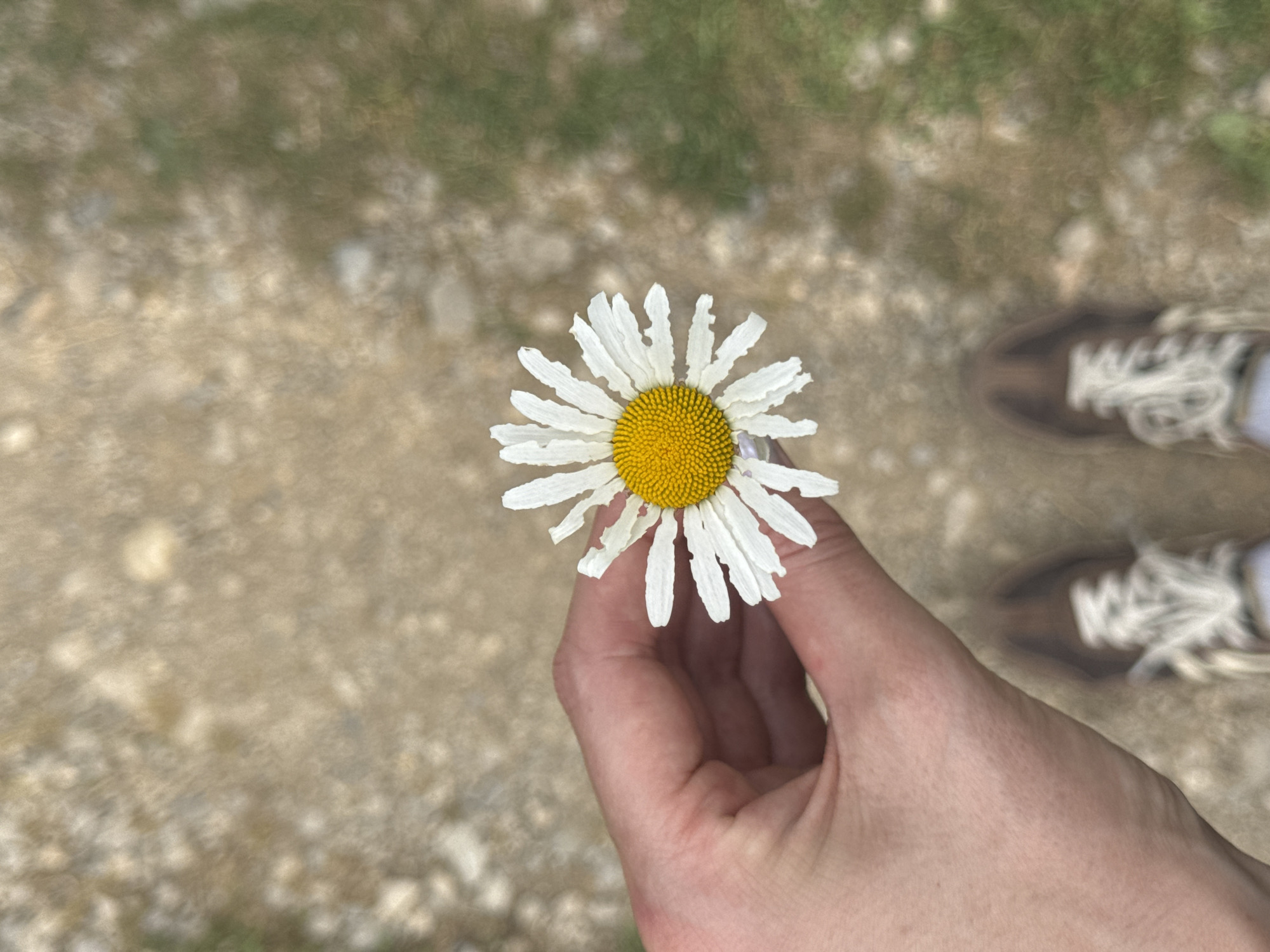 A hand holds a daisy with white, slightly tattered petals and a bright yellow center. The background is blurred, but shows a dirt or gravel path with patches of green vegetation. A pair of brown shoes with white laces can be partially seen in the upper right corner. The location is likely outdoors in a natural or semi-natural setting. Specific details relating to Međuriječje, Montenegro are not ascertainable from the image.