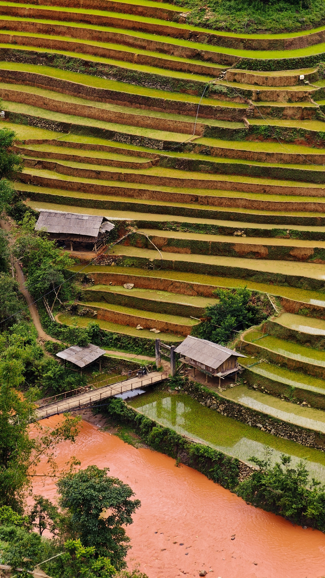 This aerial image depicts a terraced agricultural landscape in Mù Cang Chải, Vietnam. Numerous parallel rice paddies, varying from bright green with young plants to reflective brownish-yellow with standing water, ascend the hillsides, separated by dark earthen or stone retaining walls. A prominent reddish-orange river, indicative of sediment, flows across the lower foreground, bordered by lush green foliage. A wooden plank bridge, with dark railings, spans the river, connecting a dirt path on the left bank to a raised area on the right. A single black motorcycle is parked facing right on the bridge. Two traditional stilt houses with dark pitched roofs are positioned within the terraces: one situated on the upper-left hillside, and another near the right end of the bridge, elevated above the terrain. A smaller, open-sided shelter with a dark roof stands adjacent to the left approach of the bridge. No individuals are visible.