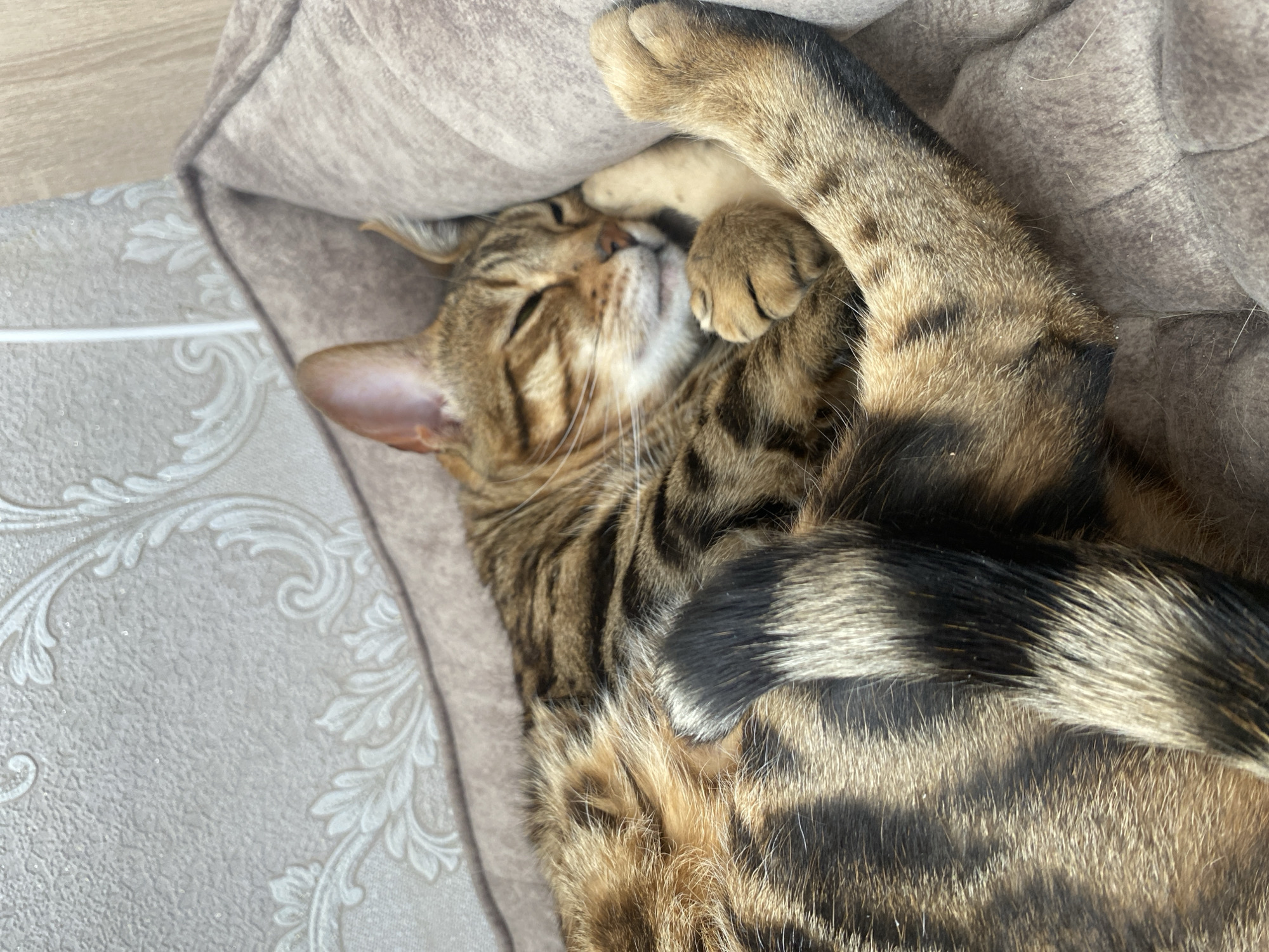 A tan and brown tabby cat is curled up asleep in a taupe-colored bed. The cat is lying on its side with its paws up near its face, eyes closed. The bed has a raised edge. The background includes a light grey patterned surface. There is no evidence to suggest that this image was taken in Chaikovsky, Russia.