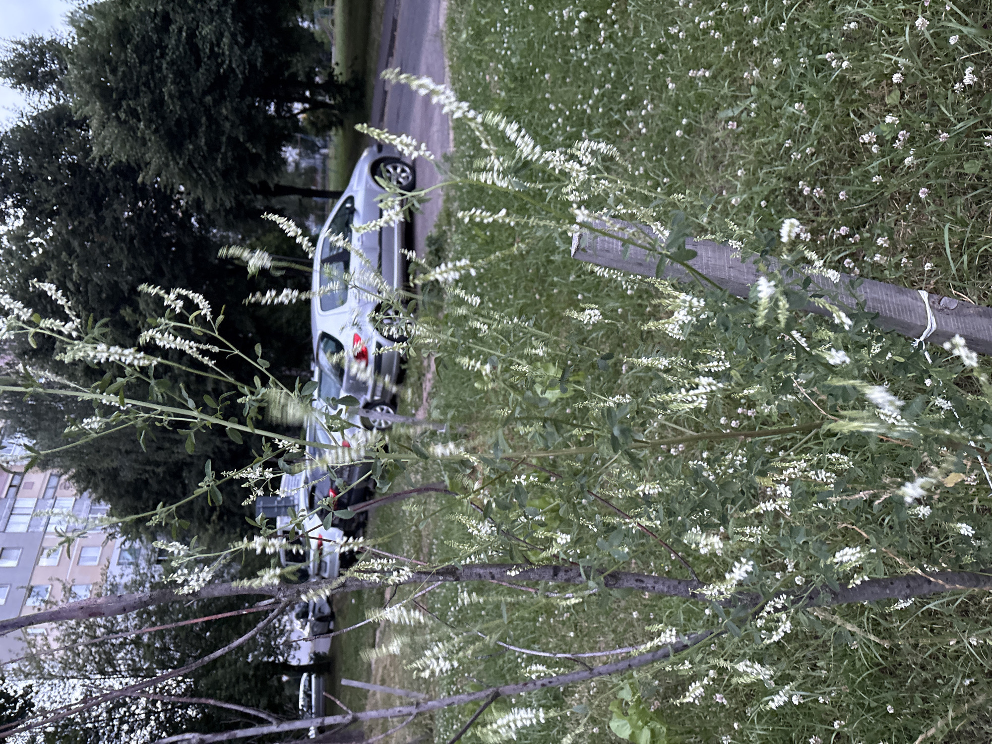 An outdoor, medium shot captures a patch of white wildflowers in bloom. The flowers are clustered on tall, slender stems, creating a delicate, feathery appearance. In the background, a silver Peugeot car is parked next to a sidewalk, with other cars and a multi-story apartment building visible. The scene appears to be a residential area in Vitebsk, Belarus, likely a street or parking lot adjacent to a residential complex. The lighting suggests it may be late afternoon or early evening. There are no people visible in the image.