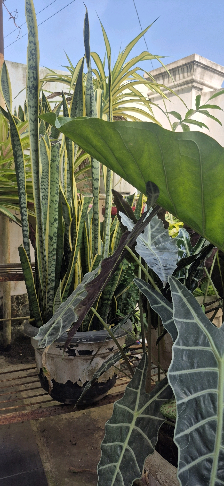 In the city of Tebing Tinggi, Indonesia, on a clear day, a close-up shot focuses on a collection of potted plants against a backdrop of a light-colored building and a bright blue sky. The foreground is dominated by large, dark green leaves with prominent light green veins, characteristic of an Alocasia plant, positioned in the lower right and upper right of the frame. Behind these, a cluster of tall, upright snake plants with distinct green and yellow striped leaves fills the center of the image, contained within a weathered, off-white pot with chipped black trim. To the left of the snake plants, more plants with thin, striped leaves are visible. A metal rack with rusty bars supports the pot. The overall impression is one of a lush, urban garden setting.