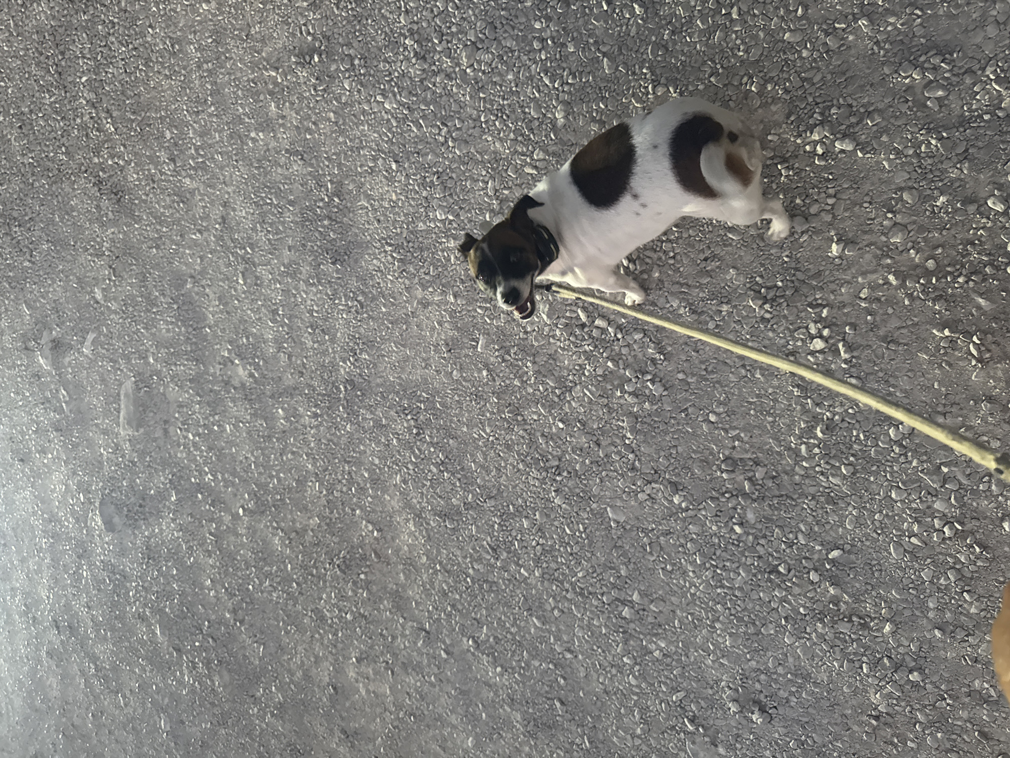 An overhead, high-angle shot captures a small, tan and white Jack Russell terrier on a leash walking across a gravel path in Sutomore, Montenegro. The dog is facing to its left, with its mouth open and tongue hanging out. Its leash is a pale yellow, extending to the lower left of the frame where a human hand is partially visible. The ground is covered in small, grey pebbles, and the sun casts dappled shadows across the scene.