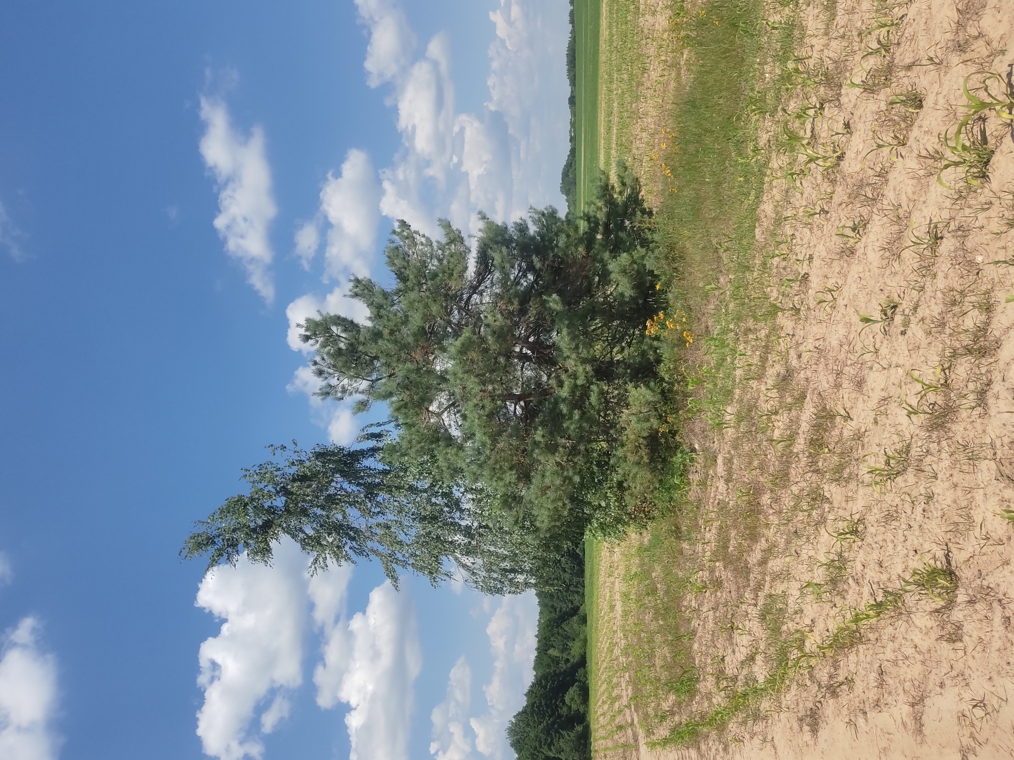 The image captures a landscape scene on a sunny day with scattered white clouds against a bright blue sky. The foreground features a sandy field with rows of young green plants, suggesting agriculture. To the left of the field, a tall pine tree stands prominently, its green needles contrasting with the lighter tones of the field. Another tree with lighter green, delicate leaves leans into the frame from the left, its branches partially obscuring the sky. In the background, a dense line of dark green trees forms a treeline, beyond which lies a distant green field. The lighting indicates it is daytime, likely mid-morning or afternoon, given the brightness and distinct shadows. The overall impression is one of a rural, natural setting, possibly a farm or open countryside. No people, objects, or text are visible in the image.