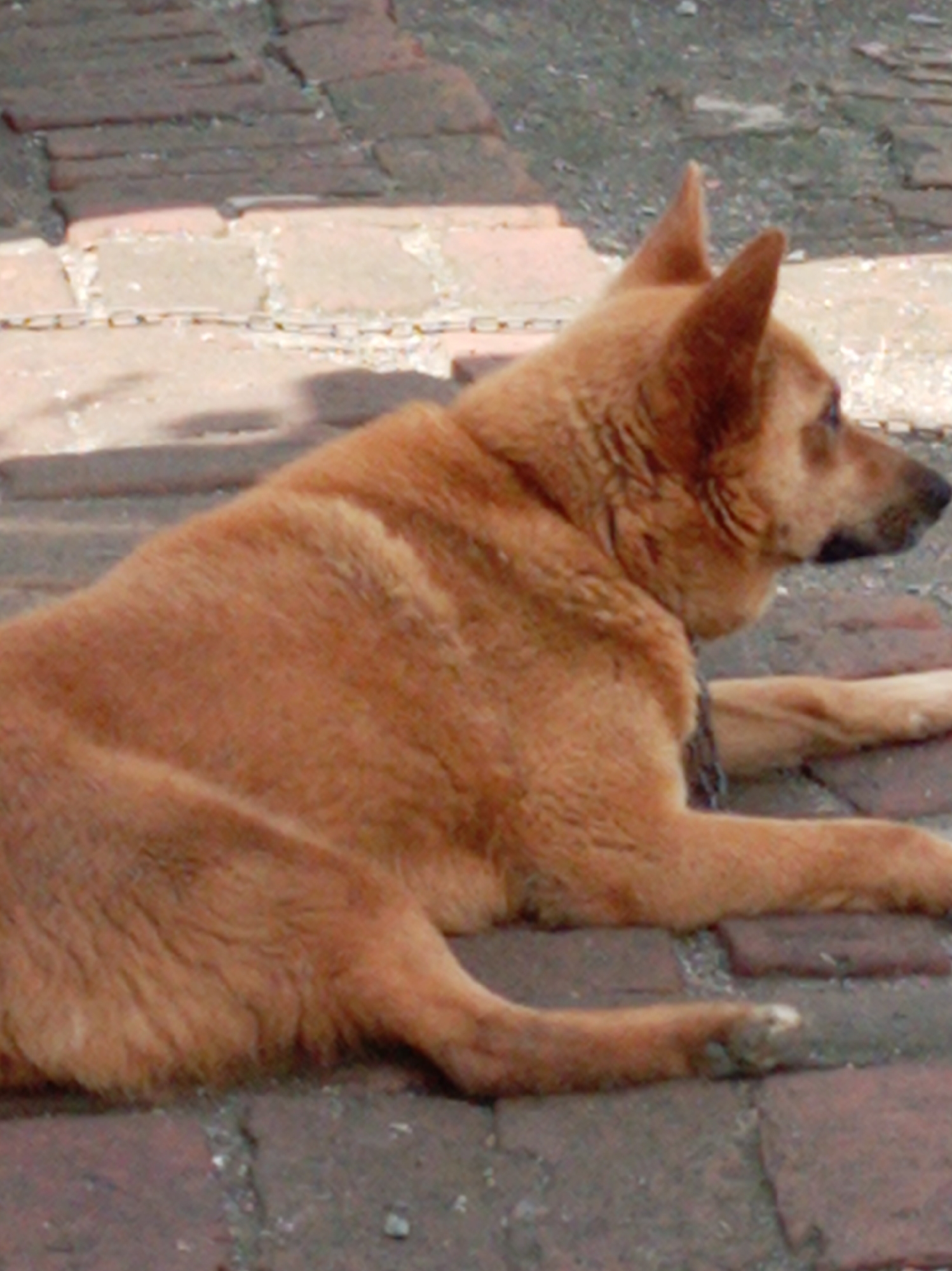 A medium shot shows a light brown dog lying on a paved surface composed of reddish-brown bricks and grey gravel. The dog is facing to the right, with its head turned to look towards the viewer. Its body is curled slightly, with its front legs extended forward and its hind legs tucked underneath. The dog appears to be relaxed, with its eyes open and its ears perked up. The background consists of more of the brick and gravel paving, with some blurred out shadows in the upper left quadrant of the image. The lighting suggests an outdoor setting, possibly during daylight hours. There is no indication of the location being in Artyom, Russia.