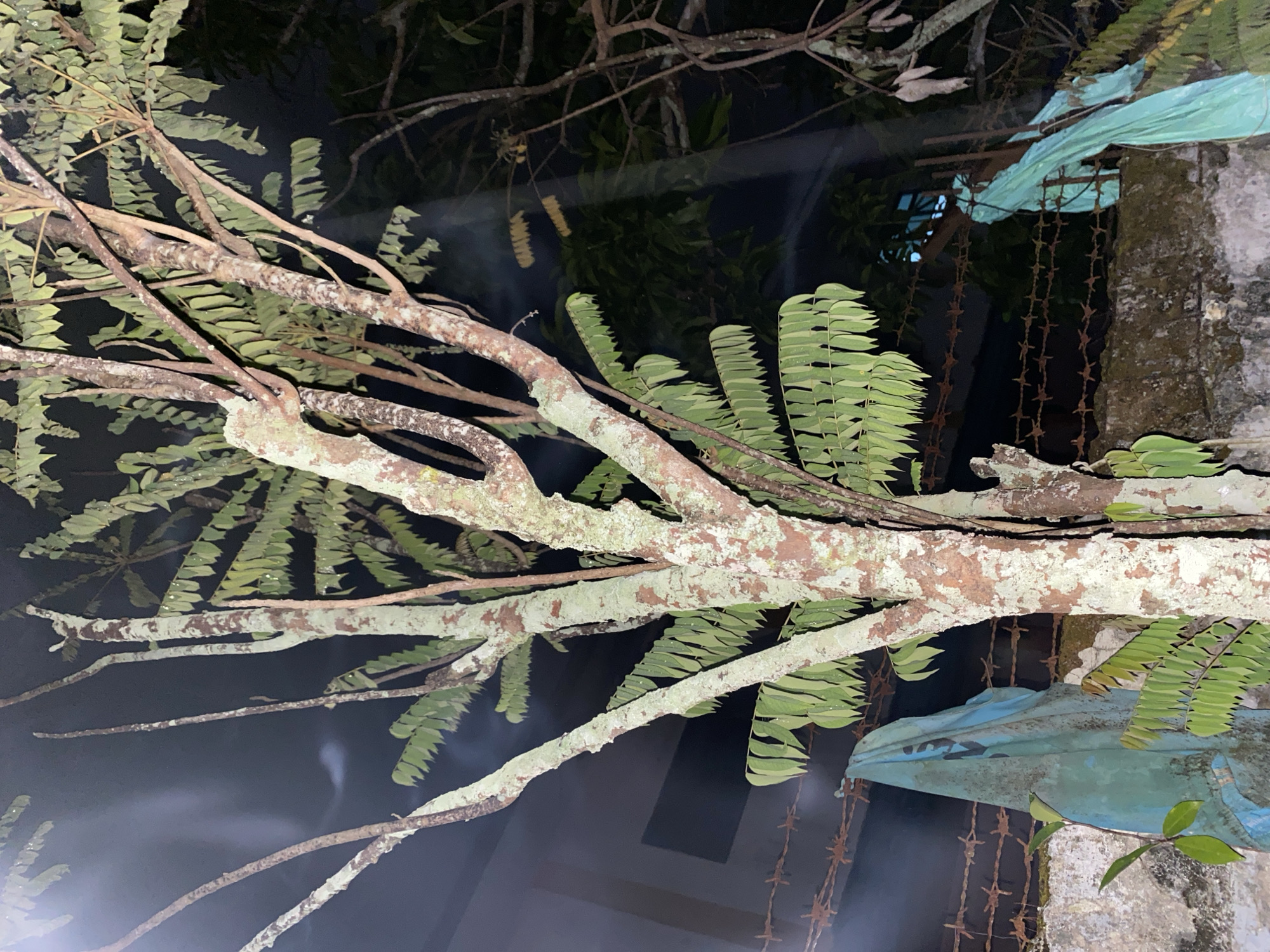 The image depicts a nighttime scene in the city of Banjarmasin, Indonesia, dominated by a tree with a textured, light-colored trunk. The tree has multiple branches, some bare and others adorned with compound leaves. In the background, a wall made of rough concrete runs horizontally across the frame, topped with barbed wire. Two pieces of light blue plastic sheeting are draped over the barbed wire on either side of the tree. A building with a dark rectangular opening is visible behind the tree on the left. The lighting suggests artificial illumination, casting shadows and creating beams of light that cut through the darkness, highlighting smoky or misty elements in the air. The overall impression is one of an outdoor urban environment at night.