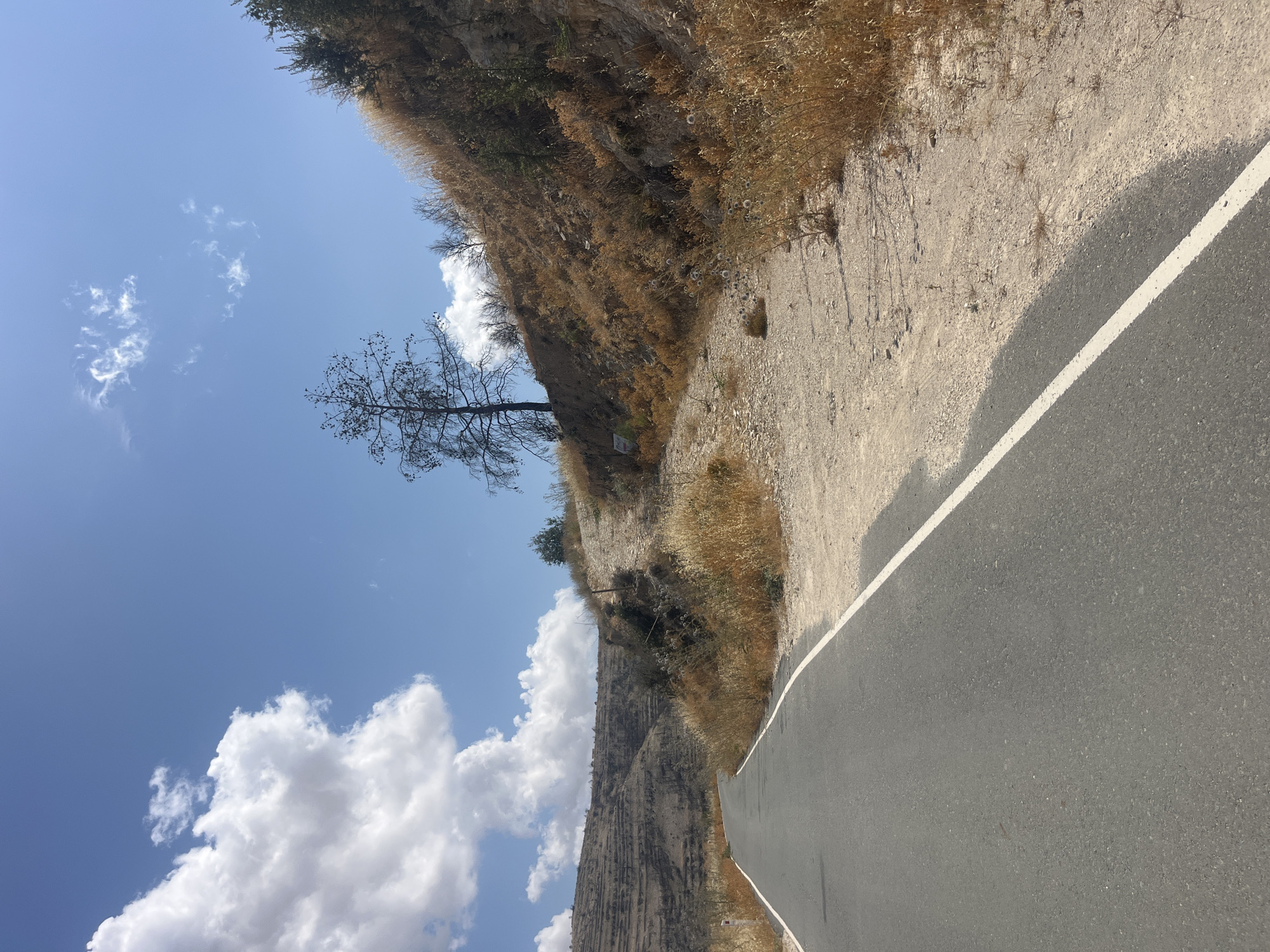 This image depicts a rural road winding through a parched, hilly landscape under a bright blue sky with scattered white clouds. The road is asphalt with a white line marking its edge. To the right of the road, the terrain is dry and overgrown with yellowed grasses and sparse shrubs. A distinct, leafless, burnt tree stands on the upper right slope. In the background, terraced hillsides, also appearing dry and barren, are visible. The overall environment suggests a dry, possibly Mediterranean climate, consistent with the region of Silikou, Cyprus, known for its dry summers and agricultural terraces. There are no people or animals visible in the scene.