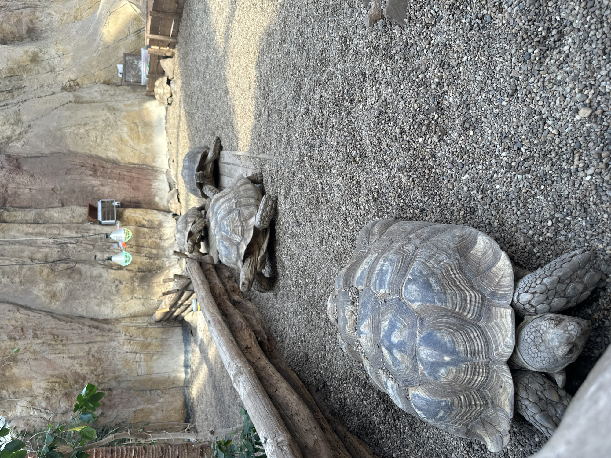 The image shows four turtles in an enclosure at the Wrocław Zoo in Wrocław, Poland. The enclosure has a gravel floor and a backdrop of artificial rock. A log lies on the ground.