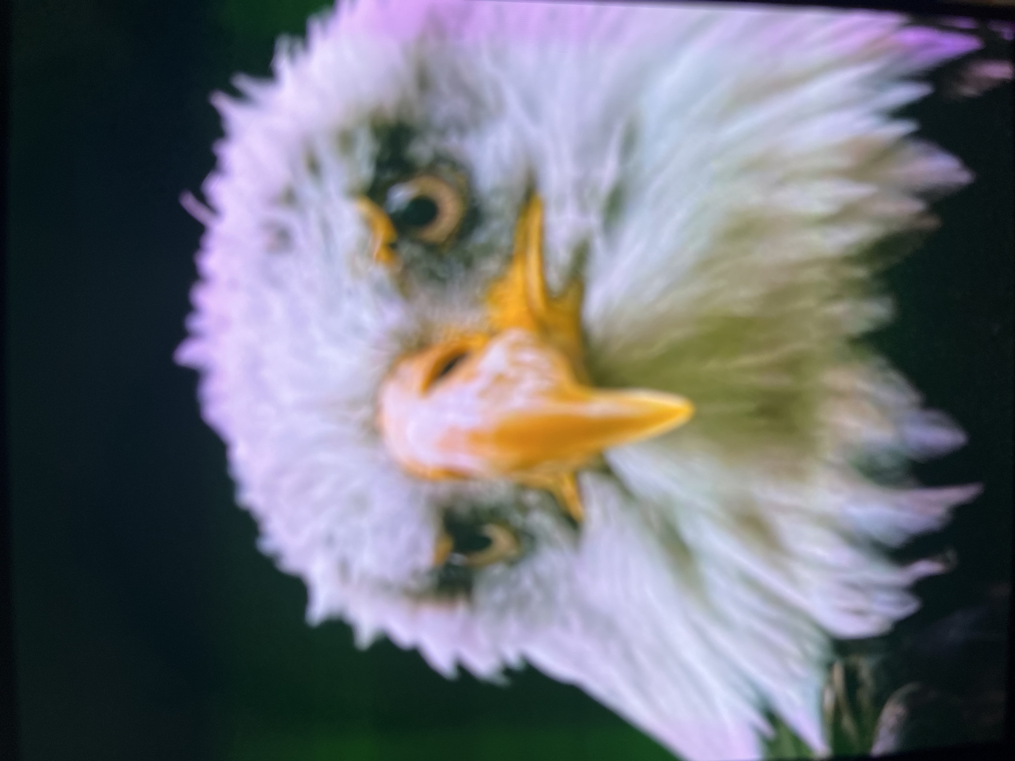 The image shows a close-up, low-resolution, and slightly blurry view of a bald eagle's face. The eagle's white head feathers are prominent, and its yellow beak is clearly visible. Its eyes are dark with lighter brown irises. The background is dark and appears to be out of focus. There are no identifiable features of the city of Cadek, Indonesia in this image.
