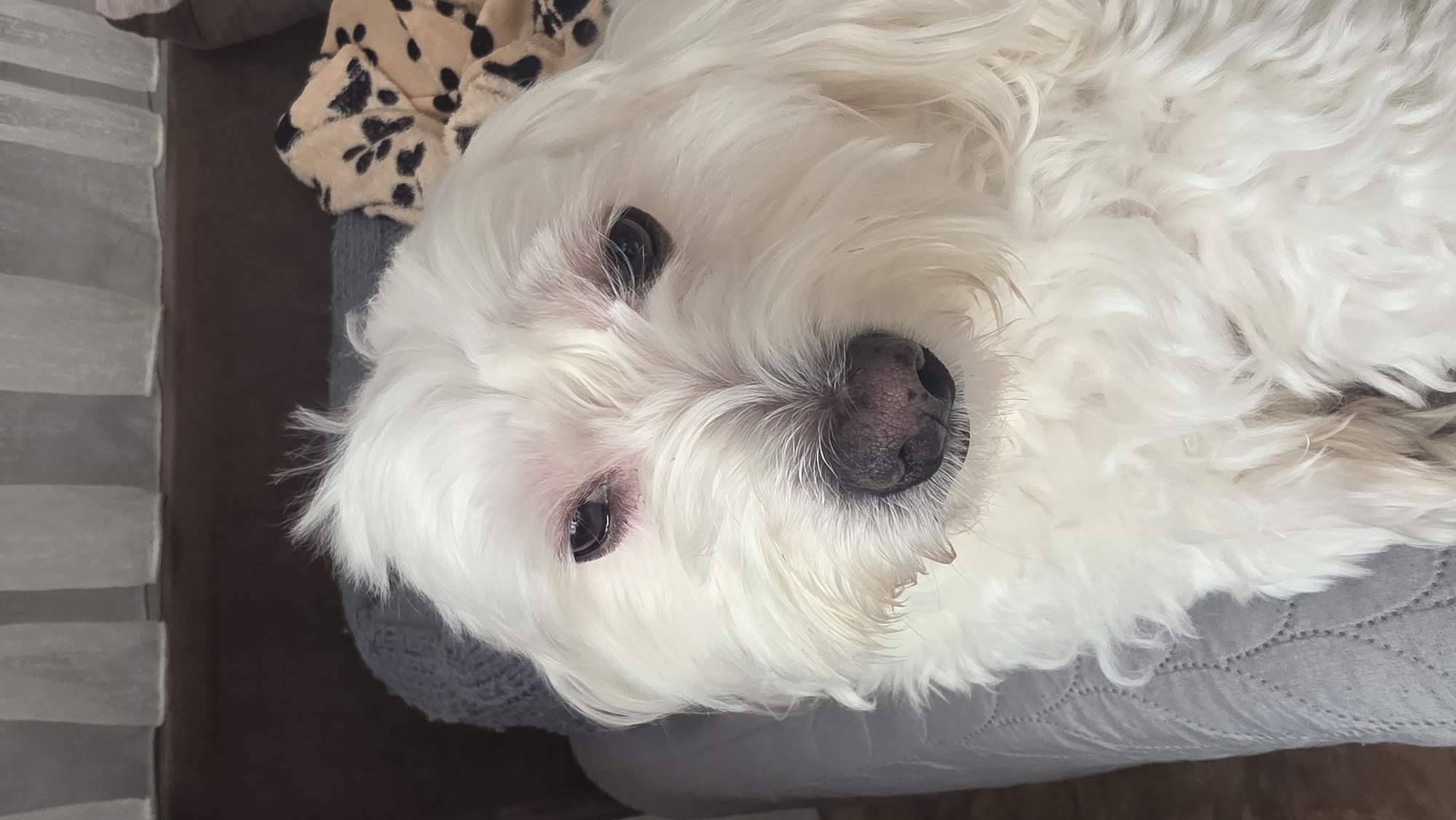 A close-up, slightly angled shot of a white dog, possibly a Maltese or similar breed, is presented. The dog's head is prominently featured, with its dark eyes and black nose drawing attention. The dog appears to be lying down on a gray, quilted surface, likely a cushion or blanket. The background includes a leopard-print fabric item and a gray knit textile. The location cannot be determined from the given image.