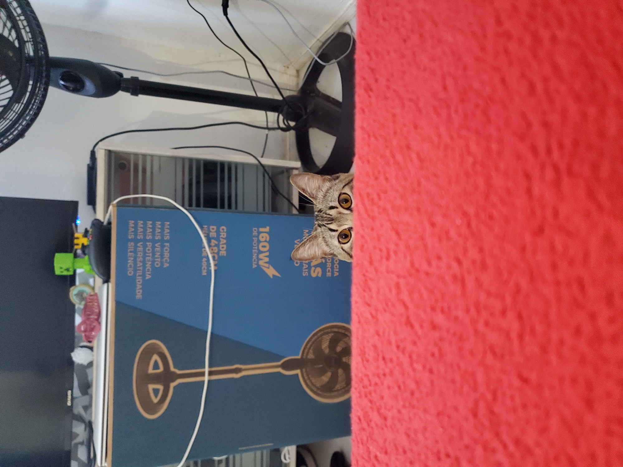 A domestic cat with brown and black tabby markings and striking amber eyes is captured peeking from behind a textured red fabric on the right side of the image. Only its head and ears are visible, indicating it is observing its surroundings with curiosity.
The cat is positioned beside a large, blue cardboard box for a fan, which is standing vertically. The box features an illustration of a fan and various specifications and features written in Portuguese. Visible text includes "MAIS FORCA" (More Force), "MAIS VENTO" (More Wind), "MAIS POTENCIA" (More Power), "MAIS VERSATILIDADE" (More Versatility), "MAIS SILENCIO" (More Silence), "160W DE POTENCIA" (160W of Power), "GRADE DE 48CM" (48cm Grille), and "HELICE DE 40CM" (40cm Propeller).
In the background, a black standing fan is partially visible on the left and upper parts of the image. Numerous black and white electrical wires are tangled around the fan's base and against a light-colored wall or surface. To the far left, a black monitor or screen is visible, along with small colorful objects, including a green block resembling a Minecraft Creeper. The image depicts an indoor, possibly cluttered, household setting. The text on the fan box indicates a product from a Portuguese-speaking country, aligning with the context of Curitiba, Brazil.