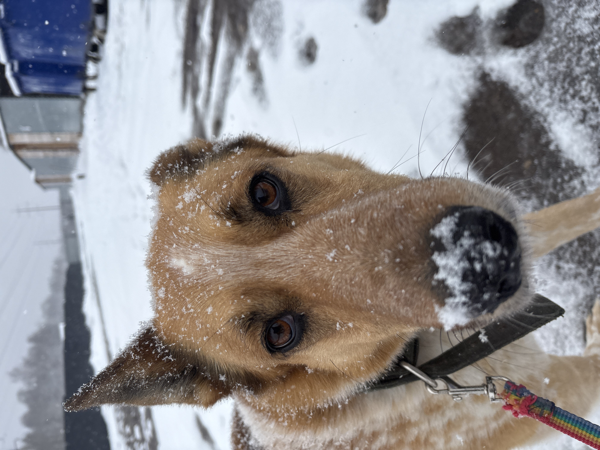A close-up, low-angle shot of a dog's face covered in snow, likely in Perm, Russia, during snowy weather. The dog has brown fur, dark eyes, and a black nose covered in snow. It wears a black collar with a leash attached. The background is blurred, showing a snowy ground, a road, and part of a building. The orientation of the photo is slightly tilted.