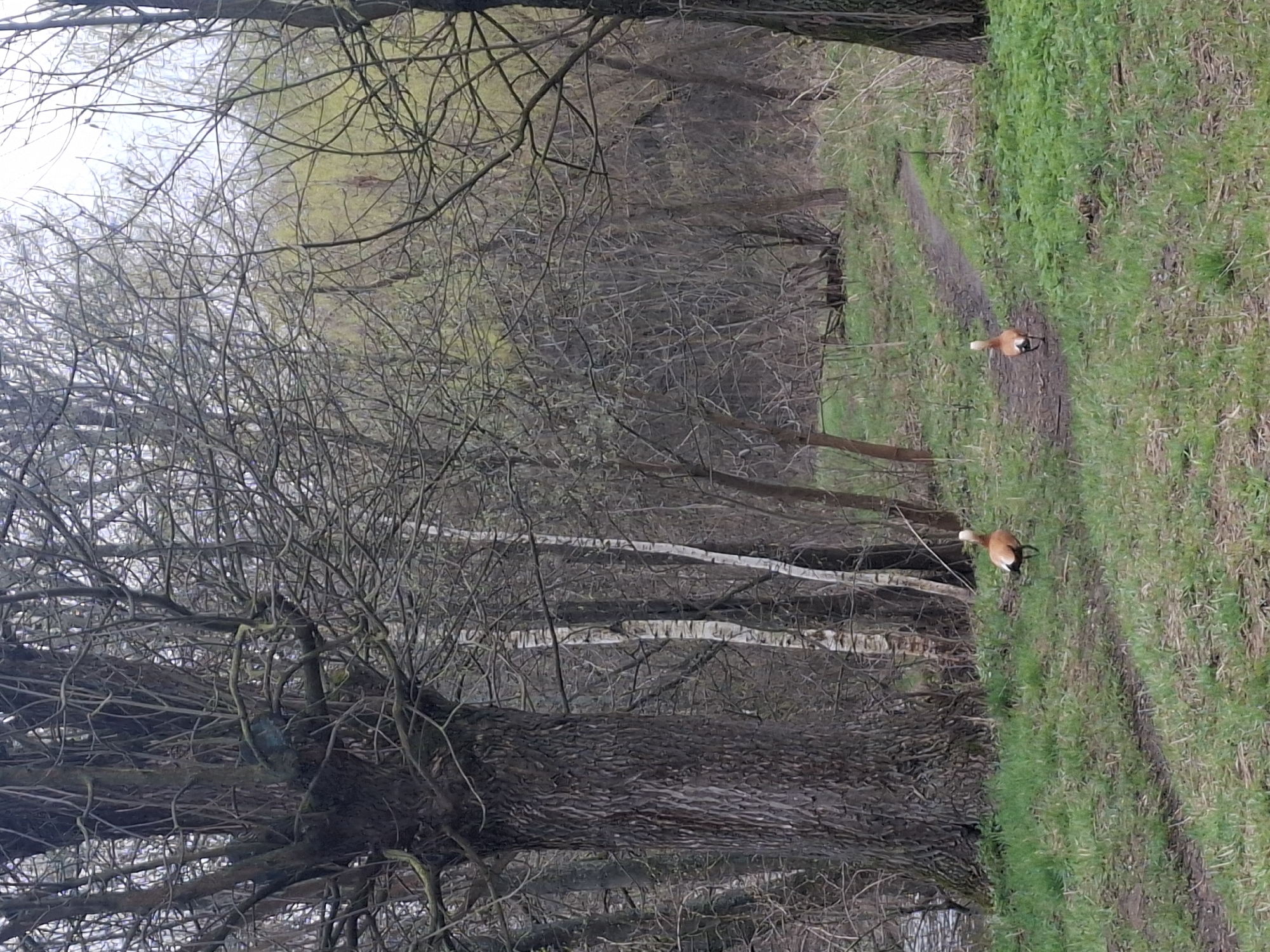 The image, oriented vertically, captures a natural outdoor scene, likely a park or wooded area in Moscow, Russia. A narrow dirt path, bordered by green grass, winds from the foreground into the background on the right side of the frame.
Two ruddy shelducks (Tadorna ferruginea), distinguishable by their orange-brown plumage and black markings on their wings and tail, are visible on the path. One duck is positioned closer to the foreground, while the other is further down the path, both appearing to be walking or standing.
The left side of the image is densely vegetated with numerous deciduous trees and shrubs, most of which are bare, indicating either early spring or late autumn. A prominent, large-trunked tree with gnarled, dark bark stands in the immediate foreground on the left. Through the thicket of bare branches, several slender trees with lighter, possibly white, bark are visible further into the background.
The lighting suggests an overcast day, providing soft, diffused light across the scene. There are no people or visible text in the image. The setting conveys a peaceful, natural environment.