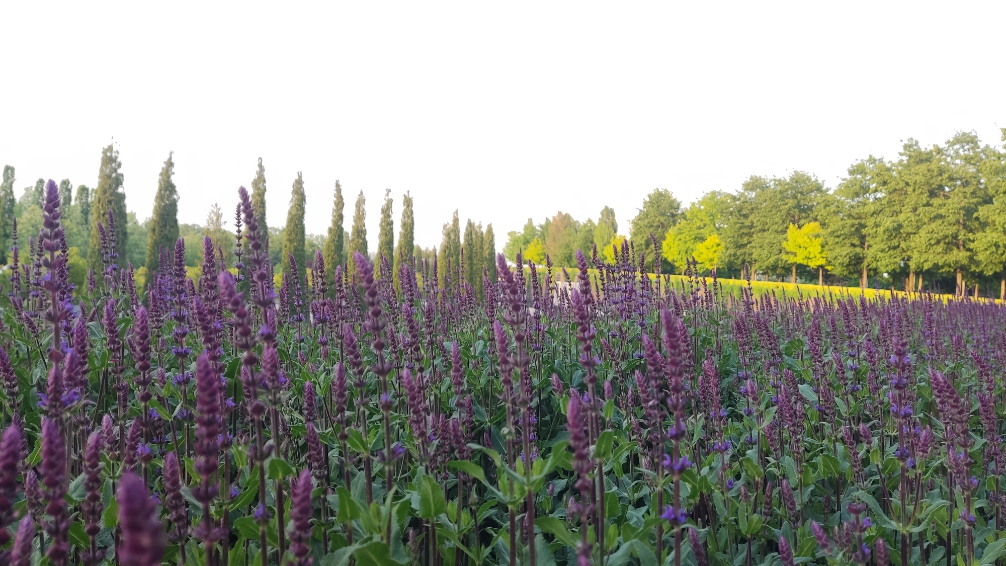 The image depicts a field of purple flowering plants, possibly lavender or salvia, stretching into the distance. In the background, there are rows of tall, thin trees with pointed tops, resembling cypresses, interspersed with deciduous trees showing varying shades of green, some with hints of yellow. The sky appears pale or overcast. The location is Krasnodar, Russia.