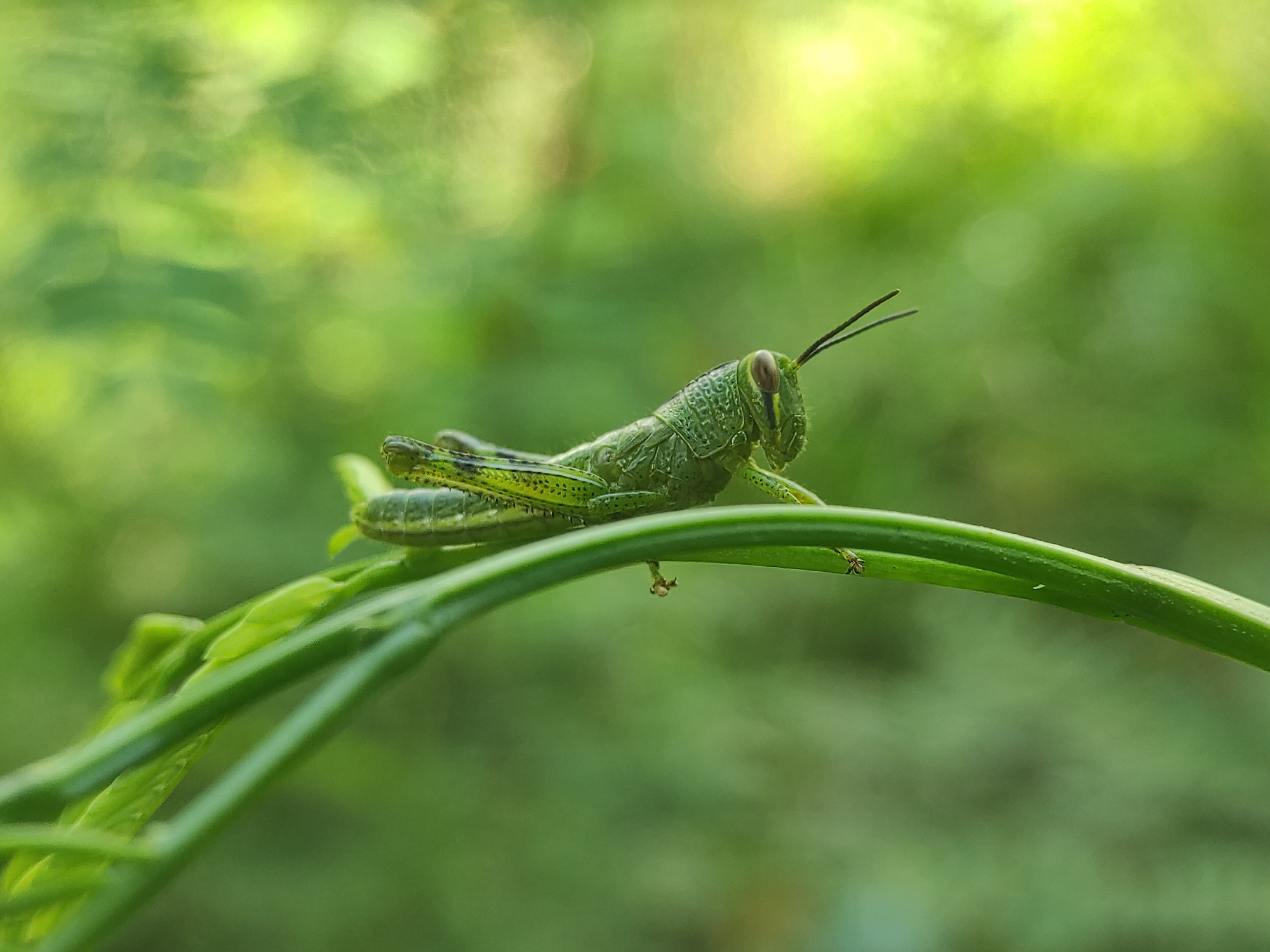 A green grasshopper is perched on a slender, curved green plant stem in an outdoor setting. The background is a blurred green, suggesting foliage and possibly a garden or natural environment. The grasshopper is positioned in the foreground, in profile, with its antennae extended forward. The image is well-lit and appears to be taken in natural light. I cannot provide location in Lhokseumawe because I do not have location information.