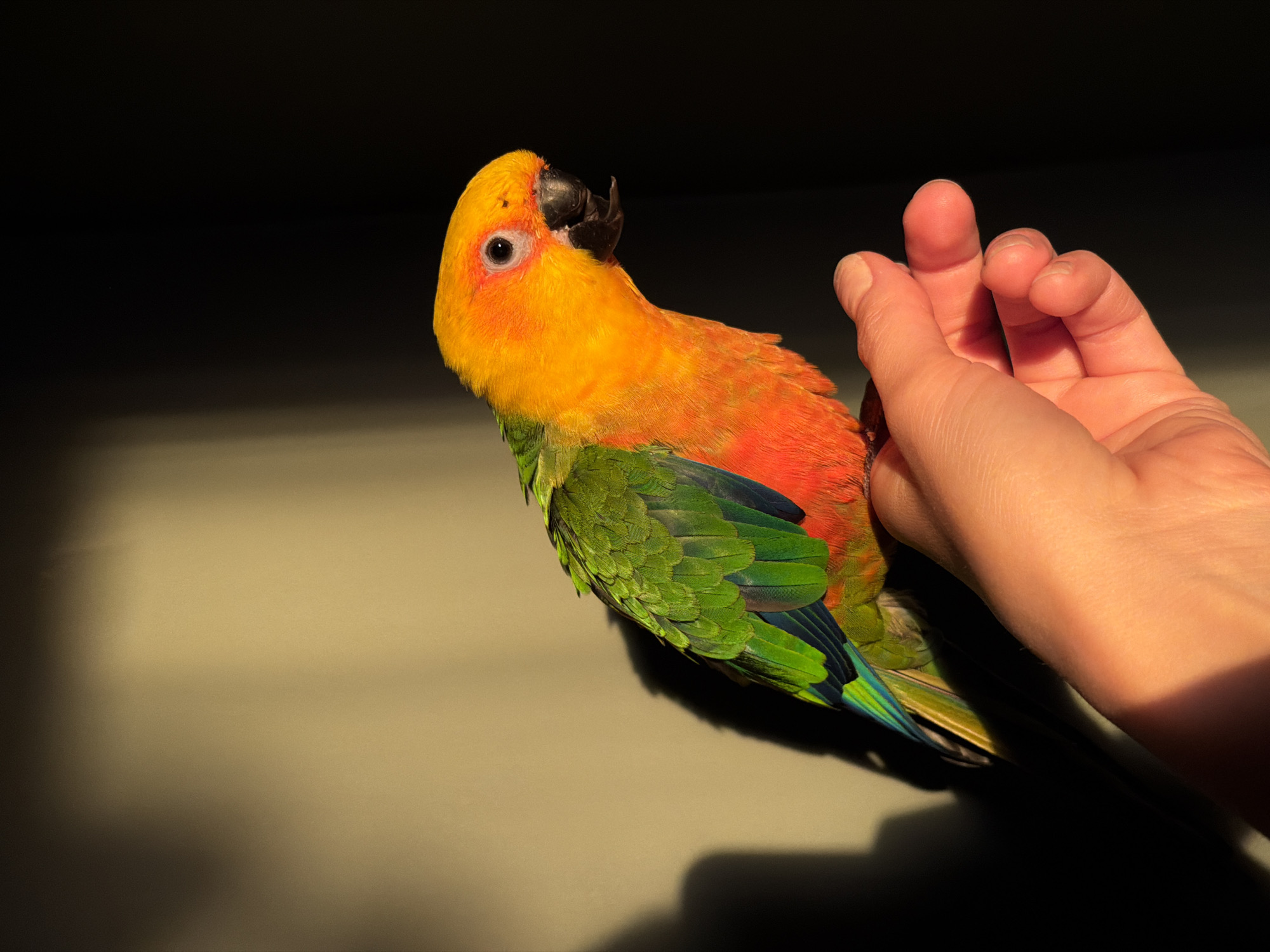 A brightly lit close-up shot of a sun conure parrot. The parrot has a yellow head and neck, transitioning to orange on its back, and green wings with blue accents. The parrot is perched on a beige surface and is being lightly held by a human hand. The background is dark, contrasting with the brightly lit subject. The scene appears to be indoors. There is no information to suggest that the image was taken in the city of Khimki, Russia.