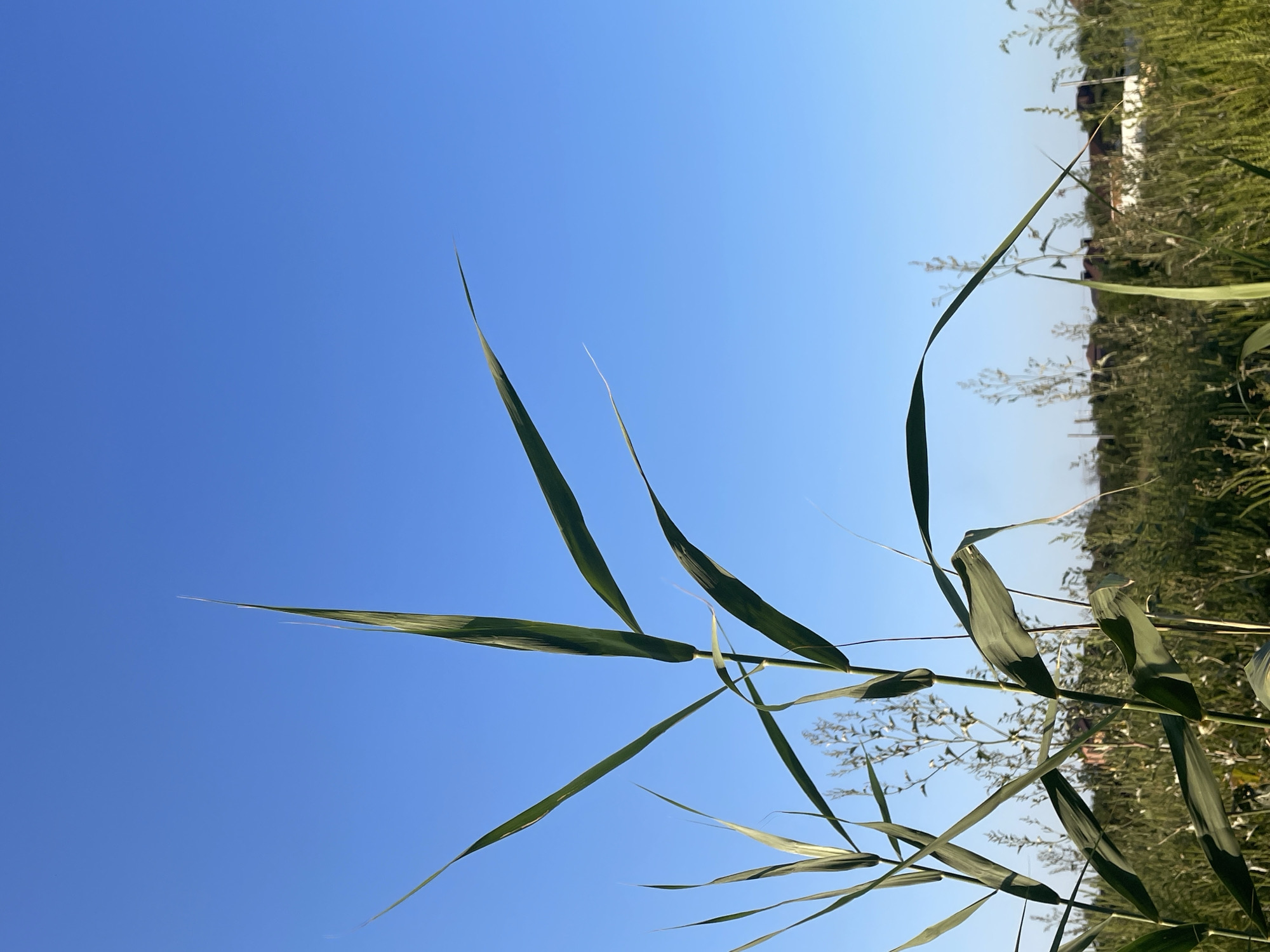The image captures a close-up view of tall green reeds against a clear blue sky. The reeds are in focus in the foreground, with their long, slender leaves reaching upwards. In the background, a slightly blurred landscape features more reeds, other vegetation, and a few houses with reddish-brown roofs, suggesting a suburban or rural setting. The overall scene is bright and bathed in sunlight, indicating it was taken on a clear day. The location is identified as Rostov-on-Don, Russia. No people are present in the image.