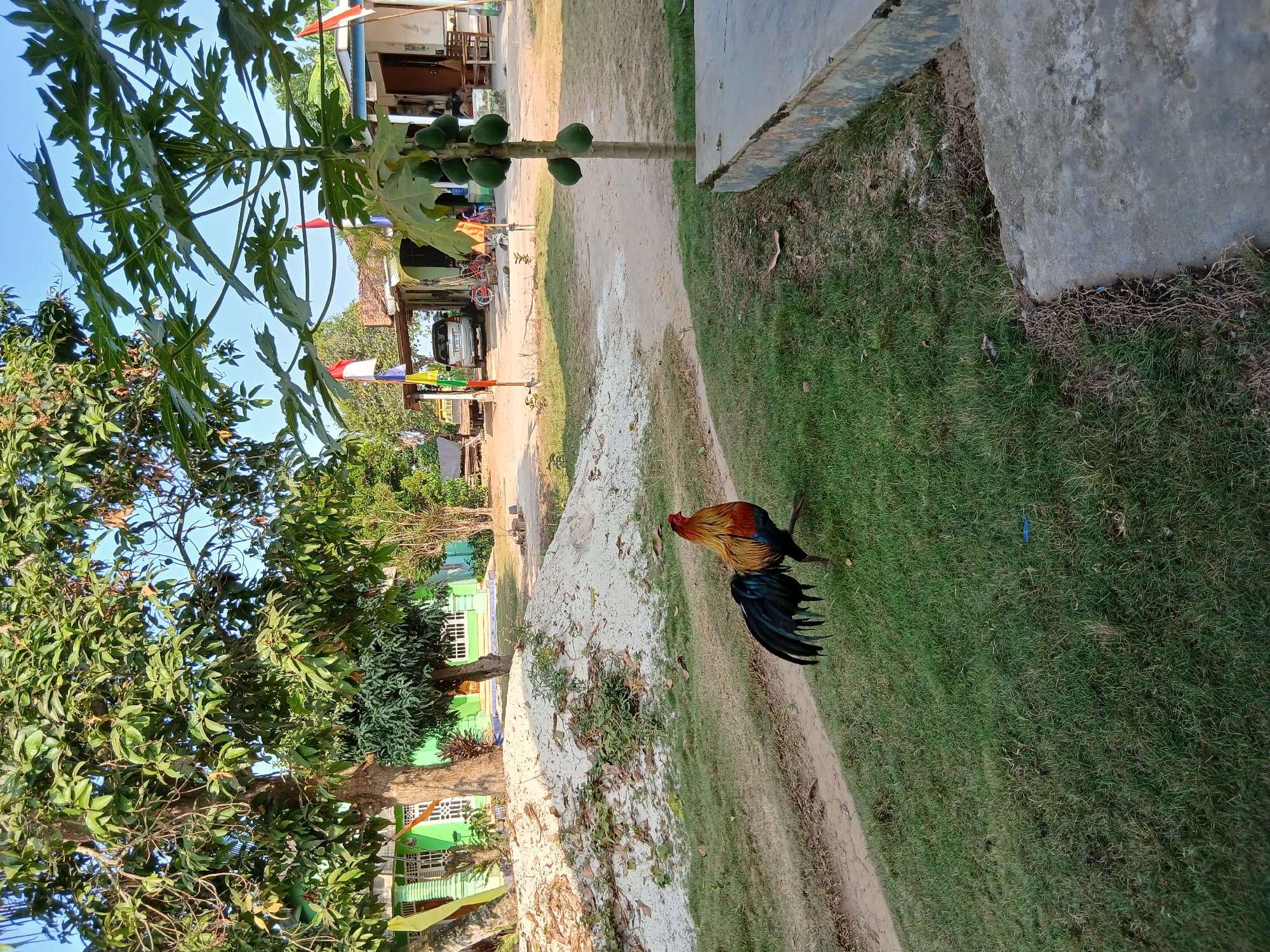 A rooster with colorful plumage is walking on a patch of green grass in front of a pile of sand. Behind the sand, there is a bright green building with white windows and a corrugated metal roof. A papaya tree with green fruit stands to the right of the rooster. In the background, several houses with flags and parked cars are visible. The scene appears to be a residential area in Setia Bakti, Indonesia, under a clear blue sky.