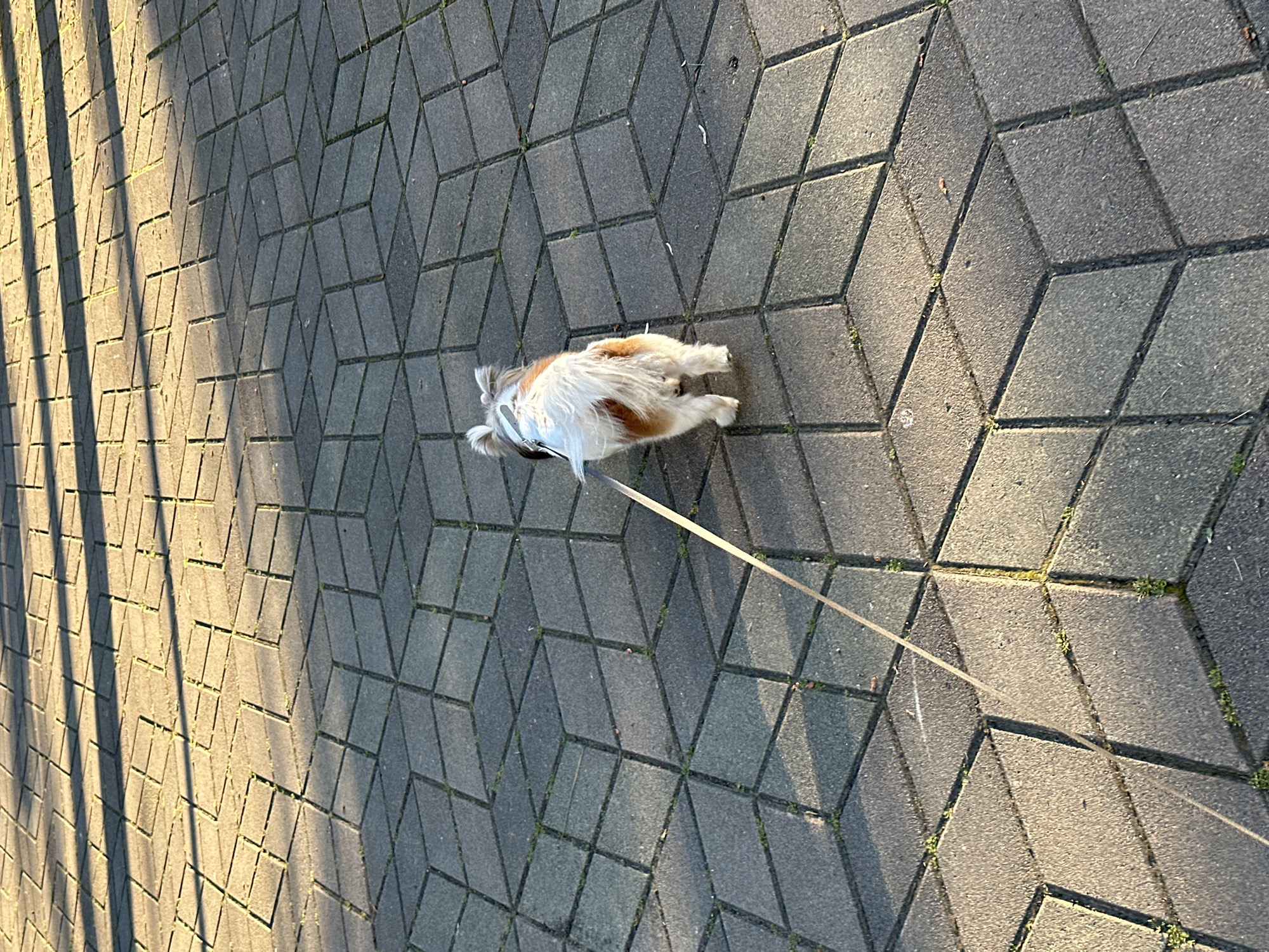 A small, white and brown dog lies on a paved surface composed of gray diamond-patterned stones. The dog is attached to a leash that extends toward the upper right of the frame. Sunlight creates strong shadows on the left side of the image, possibly indicating a time near sunrise or sunset. The scene appears to be an outdoor public space, possibly a sidewalk or a pedestrian area. The location is in the city of Batumi, Georgia.