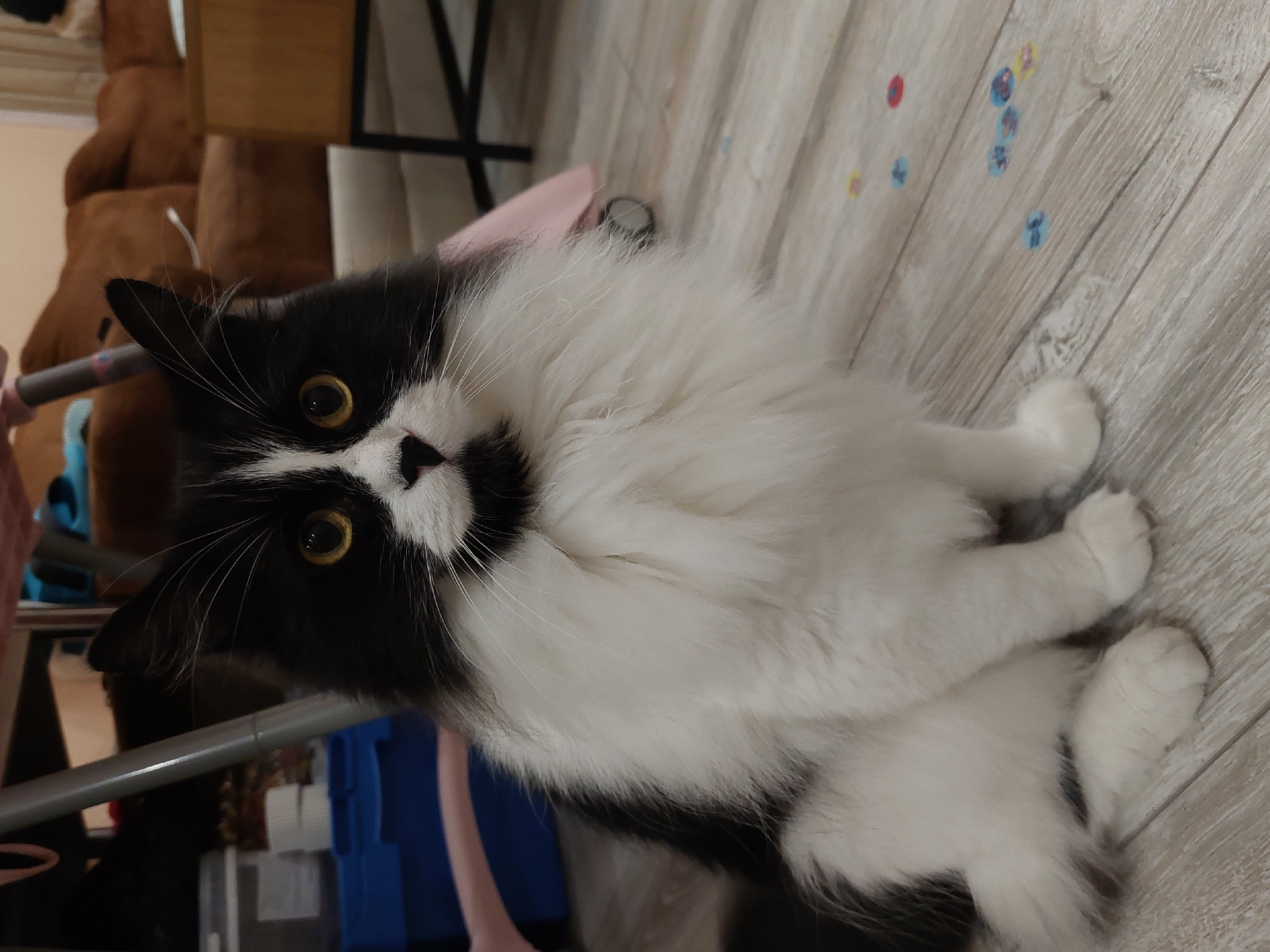 This image captures a domestic long-haired bicolored cat, predominantly black and white (tuxedo pattern), sitting on a light-colored wooden plank floor in an indoor residential setting in Plovdiv, Bulgaria. The cat is oriented directly towards the viewer, displaying bright yellow/amber eyes and long white whiskers. Its muzzle, chest, and front paws are white, contrasting with its black head, ears, and back fur, and a distinct black patch is present under its chin. The background to the left reveals a vertical silver metallic pole and obscured storage items, including blue and white containers. To the right, a segment of brown upholstered furniture, likely a couch, and a light-colored wall are visible. Several small, circular, multi-colored stickers (blue, red, yellow) are scattered across the wooden floor. The cat is stationary, its gaze fixed forward.