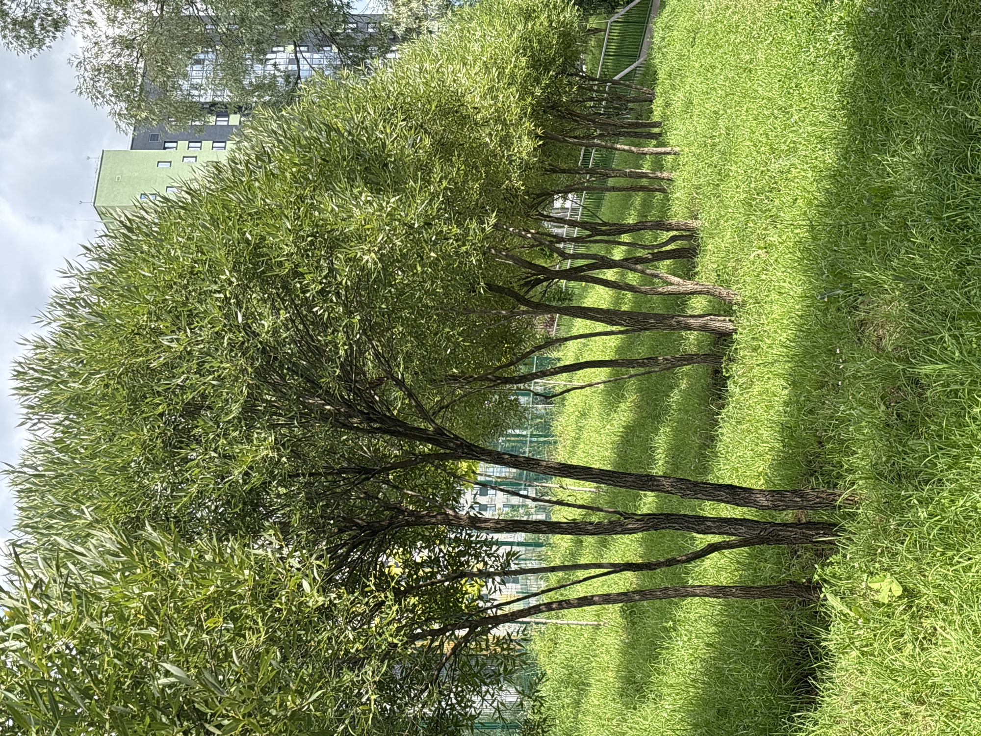 This is a daytime, eye-level, full-shot photograph of a row of slender trees with abundant green foliage, planted in a grassy area. The trees are positioned in a line, extending from the left to the right of the frame, with their trunks clearly visible and casting shadows on the bright green grass. The grass is tall and somewhat unkempt in places, with some smaller plants interspersed.
In the background, a light green and grey multi-story apartment building is visible, partially obscured by the trees and other foliage. The building has numerous windows. A light-colored metal fence runs along the edge of the grassy area, separating it from what appears to be a walkway or another level of terrain. The sky above is partly cloudy.
The overall scene suggests a residential area in a city, likely a park or communal green space adjacent to an apartment complex. Based on the architectural style of the building and the presence of greenery, this scene is consistent with an urban environment in Kazan, Russia. There are no people or animals visible in the image.
