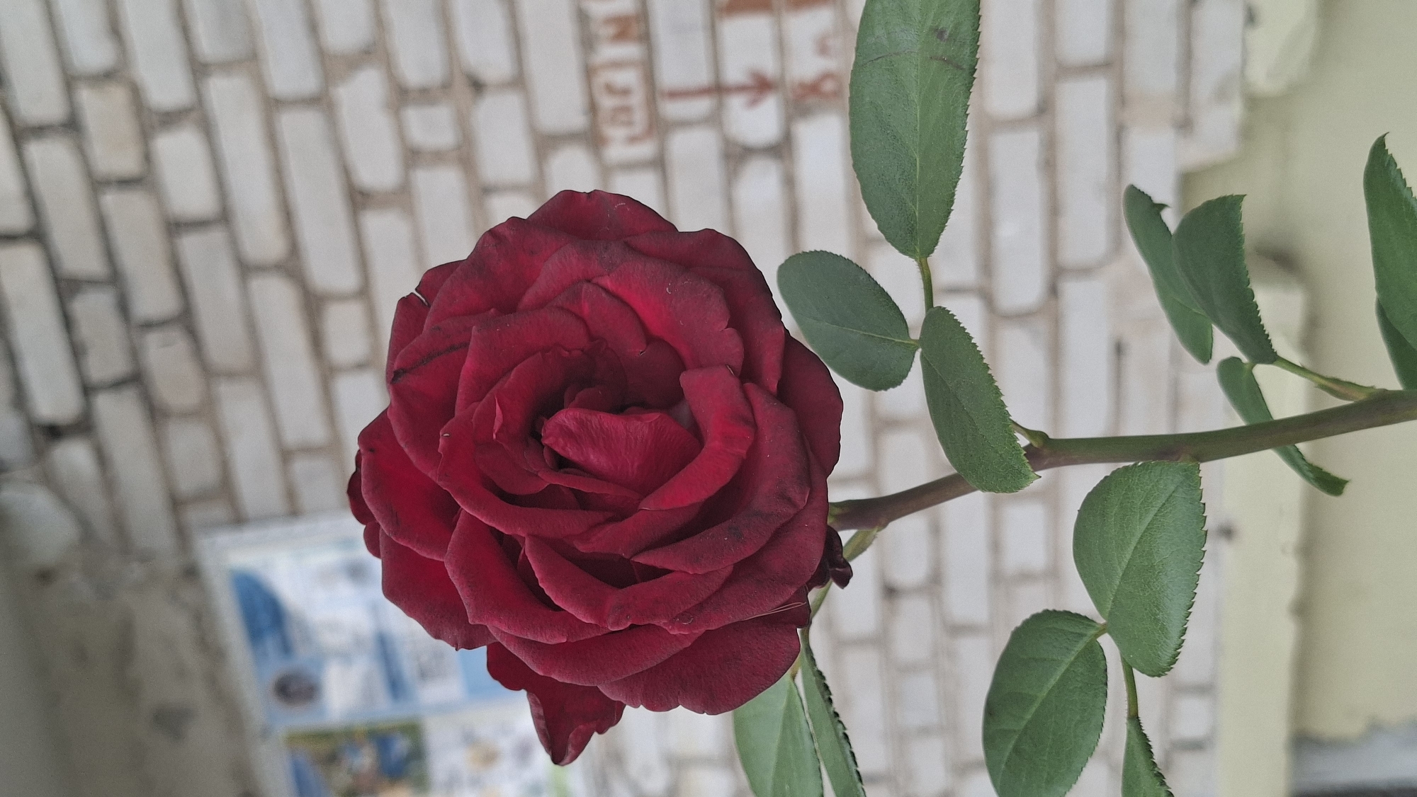 A close-up, vertical shot captures a single, deep red rose in full bloom. The rose is positioned prominently in the foreground, its velvety petals tightly furled in the center and gradually opening outward. Several vibrant green leaves with serrated edges are attached to a slender, dark stem.
The background is softly out of focus, revealing a textured white brick wall that appears to be the exterior of a building. To the left of the rose, a portion of a bulletin board with some blurred blue and white text and images is visible, suggesting an urban or semi-urban setting. The overall lighting is diffused, casting no harsh shadows and giving the scene a gentle, natural feel.
The image does not contain any individuals or discernible actions. The context suggests an outdoor environment, possibly a garden or near a building in the city of Myadzyel, Belarus.