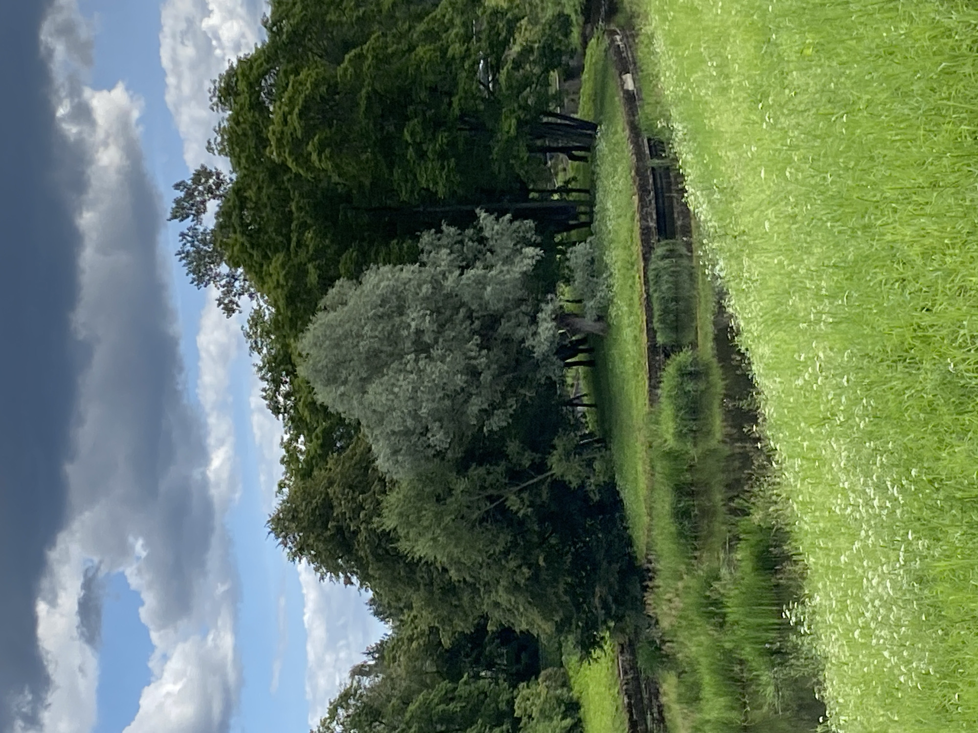 The image depicts a serene natural scene, likely within the city of Pavlovsk, Russia, given the characteristic landscape features of its famous park. In the foreground, a lush green meadow is dotted with small white flowers. This meadow slopes gently down towards a body of water, possibly a canal or a pond, which is lined with thick reeds and vegetation. The water itself reflects the overcast sky and surrounding greenery.
Dominating the middle ground is a small, verdant island. On this island, a cluster of trees stands tall, featuring a variety of foliage. One prominent tree in the center has lighter, silvery-green leaves, contrasting with the darker green of the surrounding trees. These trees are situated on a raised, grassy area, edged with what appears to be a stone retaining wall.
In the background, a dense forest canopy stretches across the horizon, further emphasizing the natural and secluded atmosphere of the location. Above the trees, a dramatic sky is visible, characterized by a mix of dark, moody clouds and patches of lighter, brighter sky, suggesting an approaching or receding storm. The overall impression is one of tranquil, well-maintained parkland, typical of historical Russian estates. There are no people or animals visible in the image.