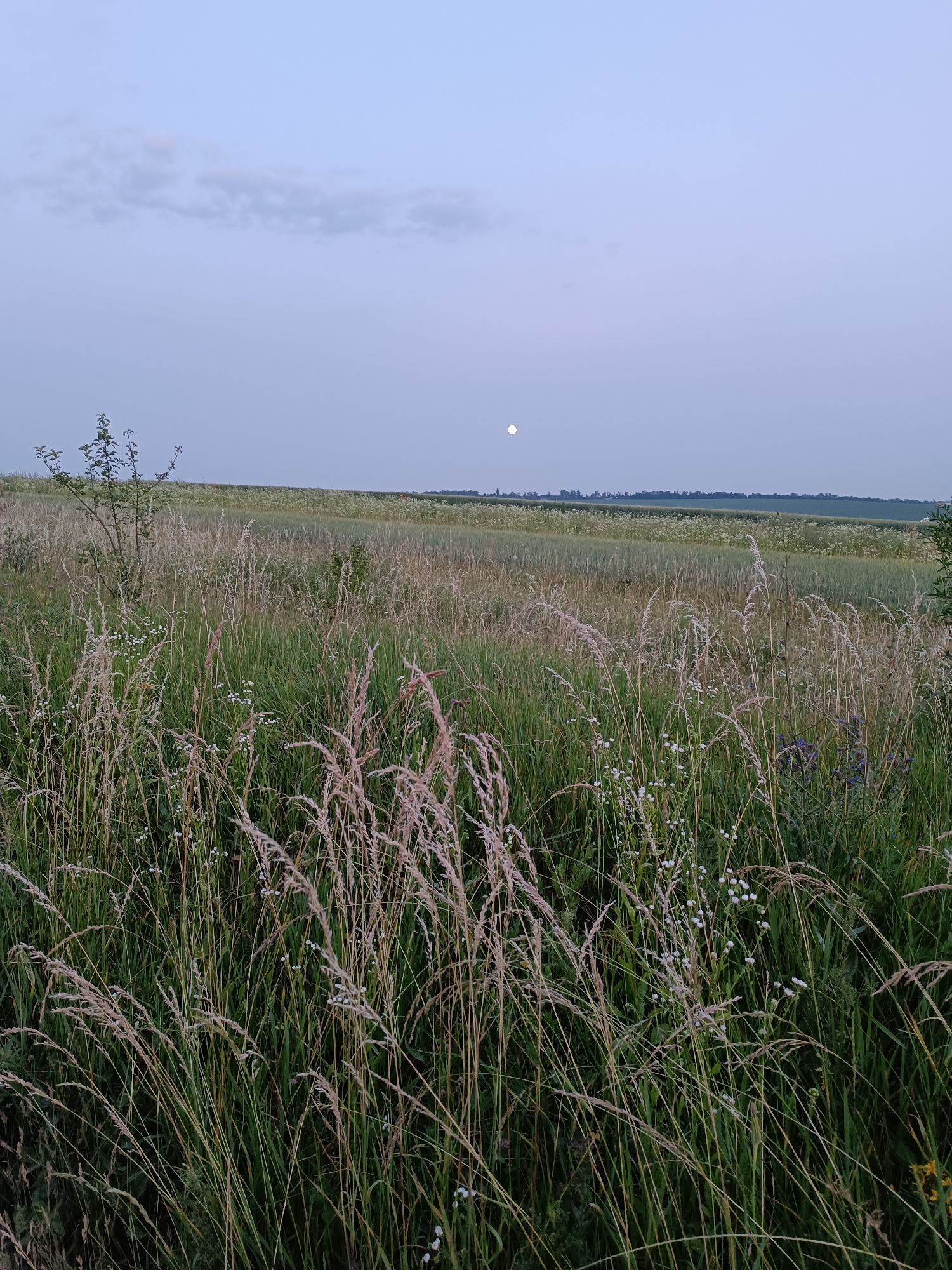 This is a landscape photograph taken at dusk or dawn in Lozova, Ukraine. The foreground is dominated by tall, dry grass and green vegetation, with some small white flowers visible. In the middle ground, there are fields of crops, possibly wheat or barley, interspersed with areas of wild flowers. A lone tree stands to the left of the frame. The background features a distant treeline and a vast, pale sky with a few wispy clouds. The full moon is visible as a small, bright disc in the upper center of the sky. The overall impression is one of a rural, tranquil scene under the twilight sky.