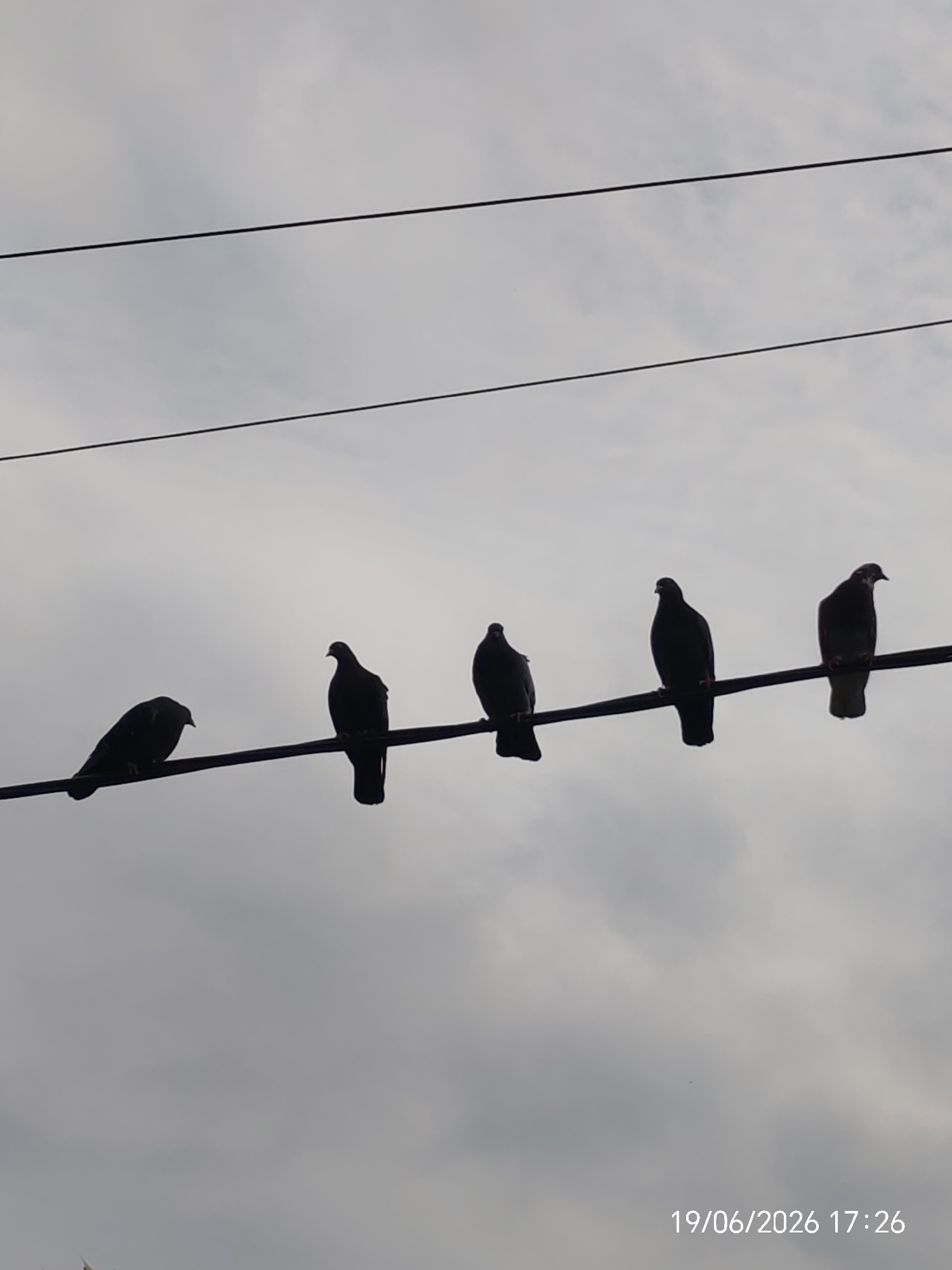 In Yablonovsky, Russia, five pigeons are silhouetted against a cloudy sky, perched on a wire. The birds are spaced out along the wire, with the leftmost pigeon facing left and the others facing mostly forward or slightly to the right. The sky is overcast, and the lighting is dim. A timestamp in the lower right corner reads "19/06/2026 17:26".