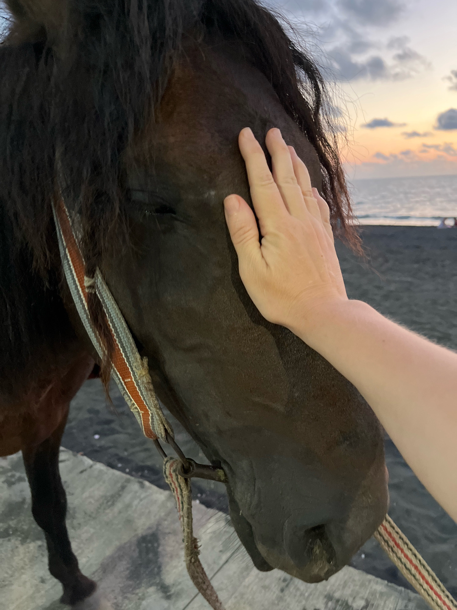 A person's hand is gently touching the head of a dark brown horse on a paved surface near a beach at sunset. The horse has a bridle with red, white, and blue straps. The background shows the sea and a cloudy sky with hues of orange and yellow.