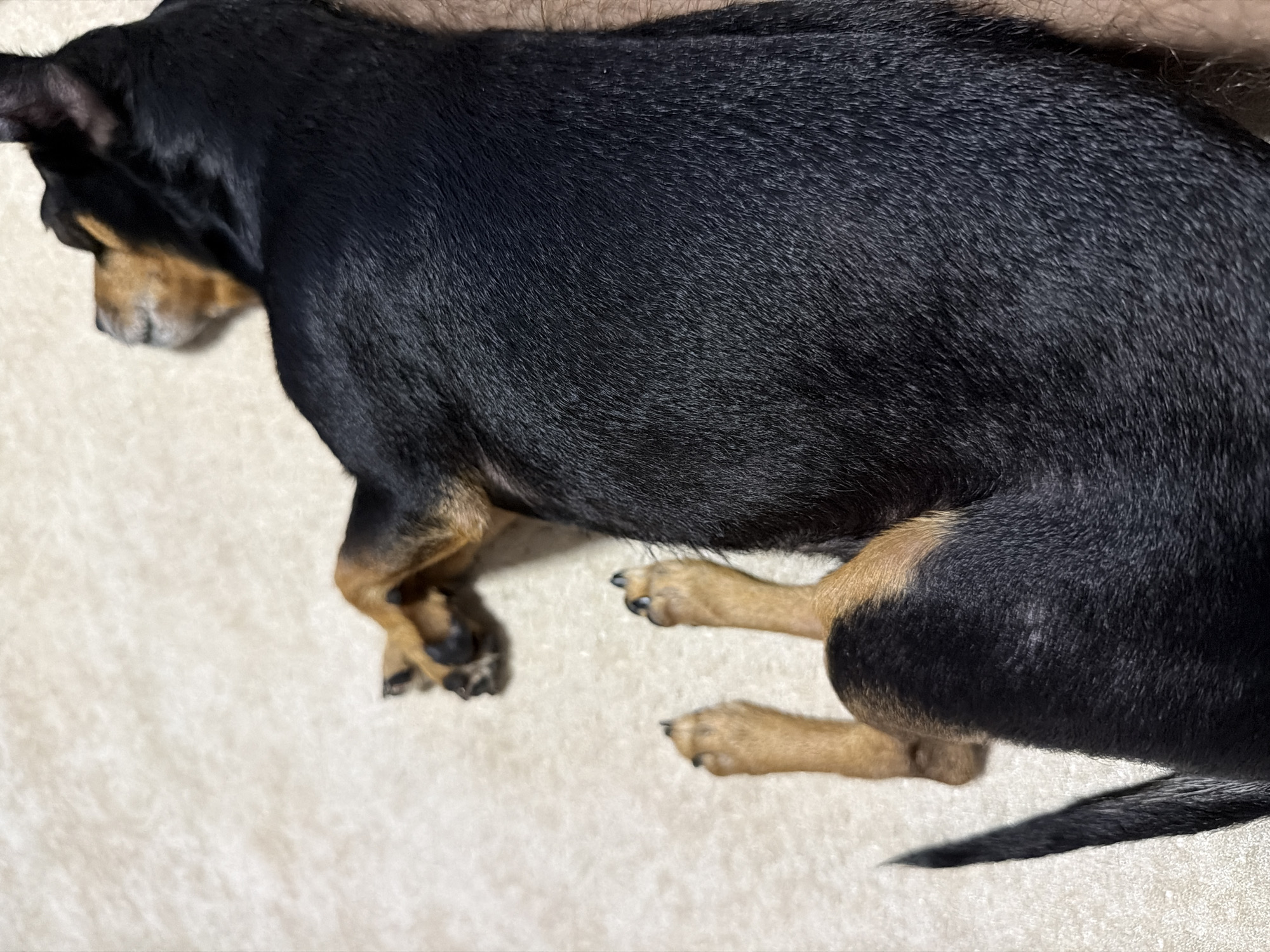 A black and tan dog is sleeping on its back on a light-colored carpeted surface. The dog is mostly black with tan markings on its legs and face. Its paws are visible, and its tail is curled around its body. The dog appears to be relaxed and comfortable. The environment is indoors, likely a home, as indicated by the carpet and the presence of a pet. The lighting is soft, suggesting it might be natural light from a window or artificial light. The image is a close-up shot, focusing on the dog's body and legs.