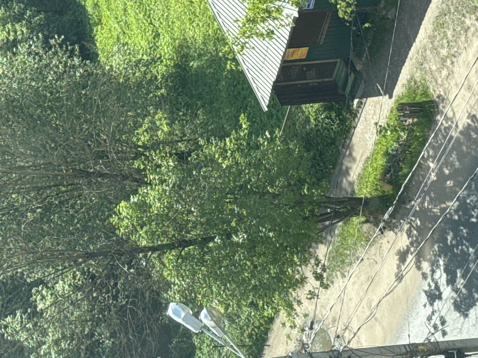 A high-angle shot shows a view of a street scene in Tver, Russia. Dominating the left side of the image is a large, leafy tree, its branches obscuring part of the view. Adjacent to the tree, a small building with a white-striped roof and green siding is visible. A sidewalk runs alongside the building, leading into a street with overhead power lines and scattered shadows. A street lamp with two bulbs extends from the bottom left corner. The general environment consists of green grass and greenery interspersed with the urban elements of the building, sidewalk, and street.