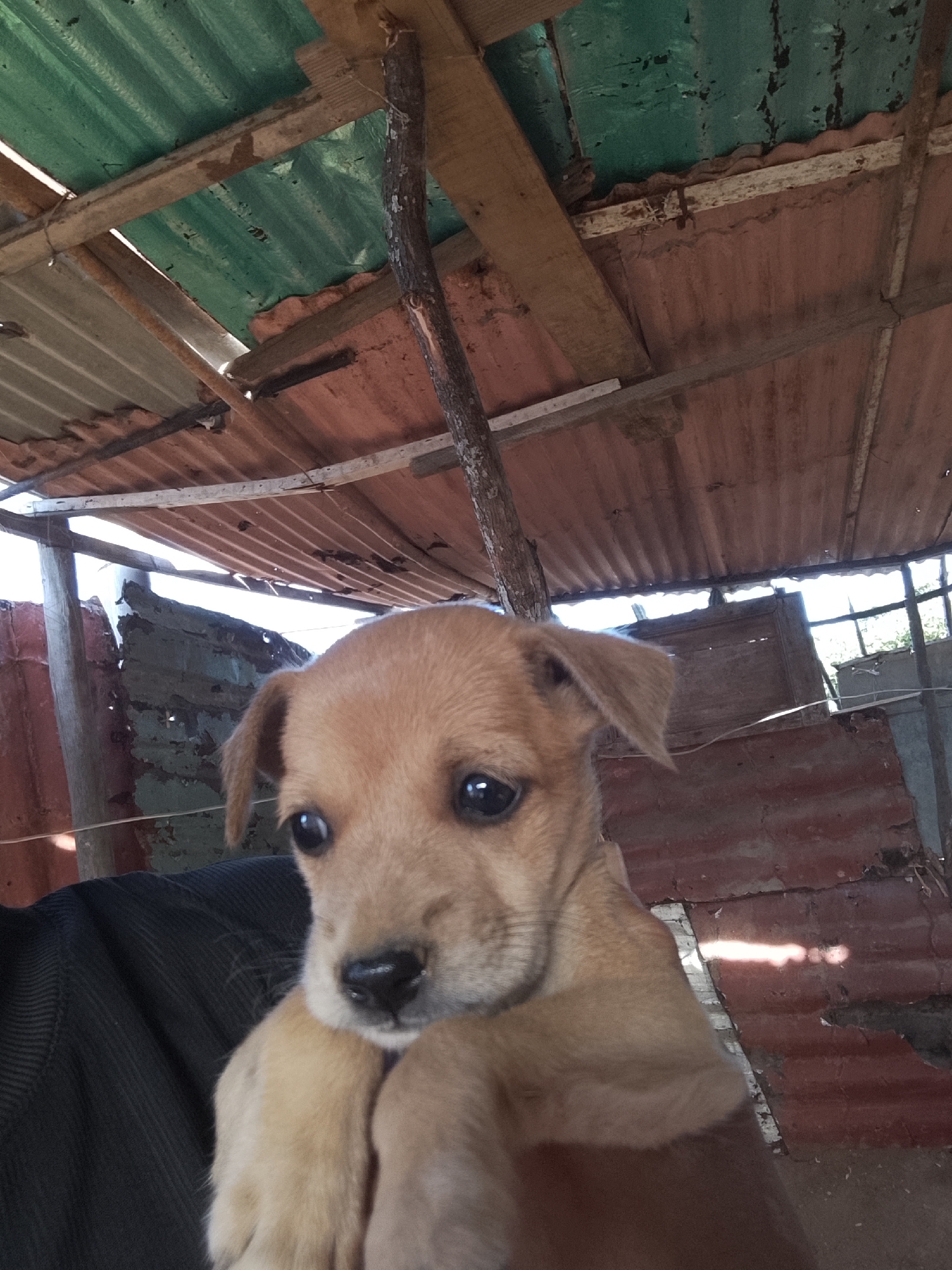 A small, light brown puppy with soft fur, dark wide eyes, and a small black nose is the central subject of the image, held by a person whose black shirt and arm are partially visible. The puppy looks directly at the camera with an innocent and curious expression.
The setting appears to be an outdoor or semi-outdoor area, possibly under a rudimentary shelter or part of a home in Altagracia, Venezuela. The overhead structure is constructed from various corrugated metal sheets, some appearing rusted in reddish-brown tones, while others are covered in a faded green material. Wooden beams and rough-hewn branches serve as structural supports for the roof and walls. Bright daylight streams through gaps in the roofing and walls, indicating it is daytime, likely sunny. The overall environment suggests a functional, possibly improvised, living space or enclosure. No visible text is present in the image.