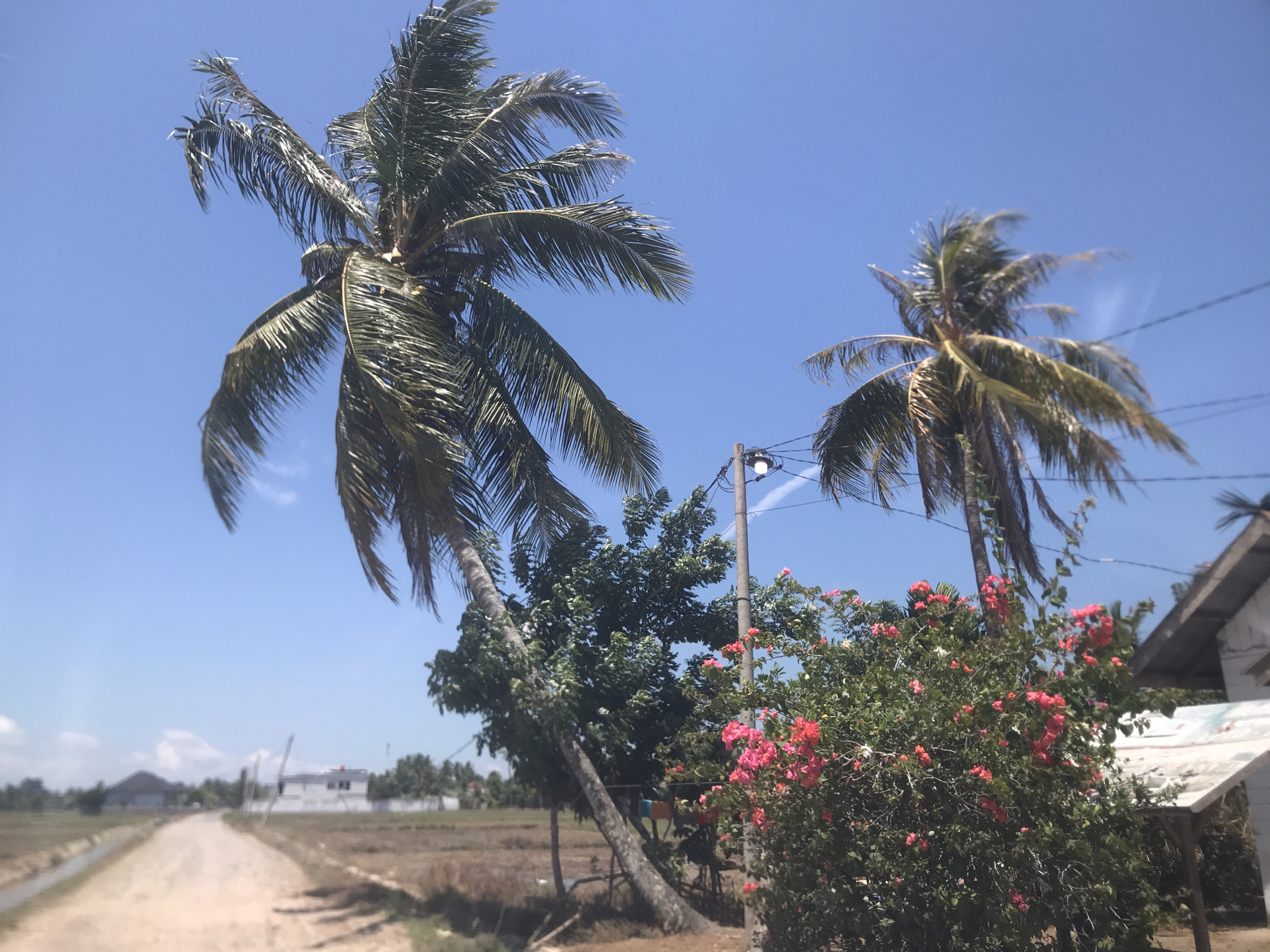 The image depicts a rural scene in Blangawe, Indonesia, under a bright blue sky. Two palm trees dominate the foreground; one leans noticeably to the left. A street light stands adjacent to the trees, interspersed with pink bougainvillea flowers. The road, a dirt path, stretches into the distance, where buildings are visible. The immediate surrounding area is a field.