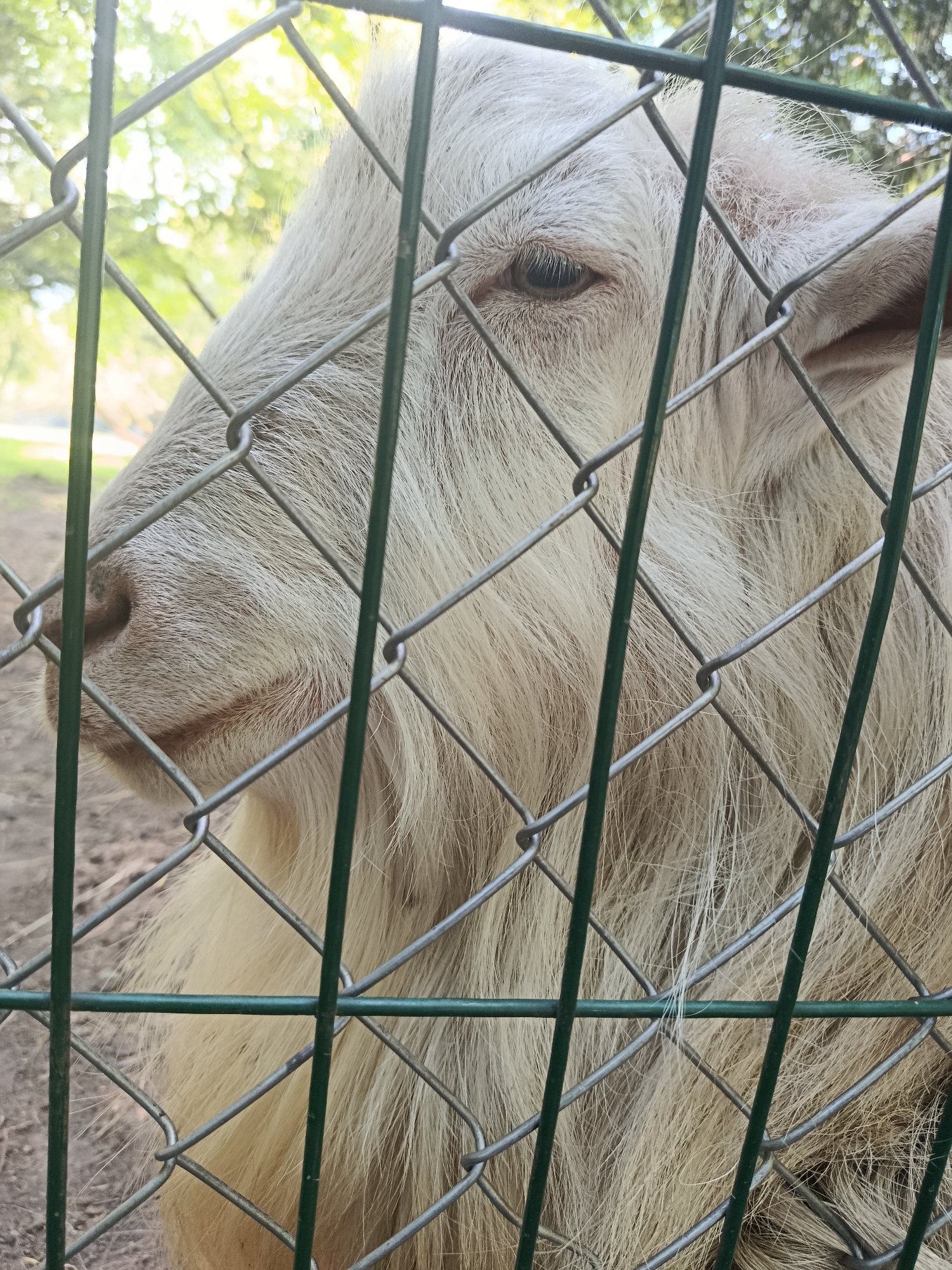 This media file is a close-up photograph of a goat behind a chain-link fence. The goat has light-colored, shaggy fur and a prominent beard. Its head is turned to the left, and its eye is visible, appearing calm. The fence, made of silver metal with green-coated vertical bars, partially obscures the goat's face and body. In the background, out of focus, are hints of greenery and possibly trees, suggesting an outdoor setting. The lighting appears to be natural, possibly daytime, with some bright areas in the background. The overall impression is a candid shot, capturing the goat's gaze through the barrier. No text is visible in the image.
