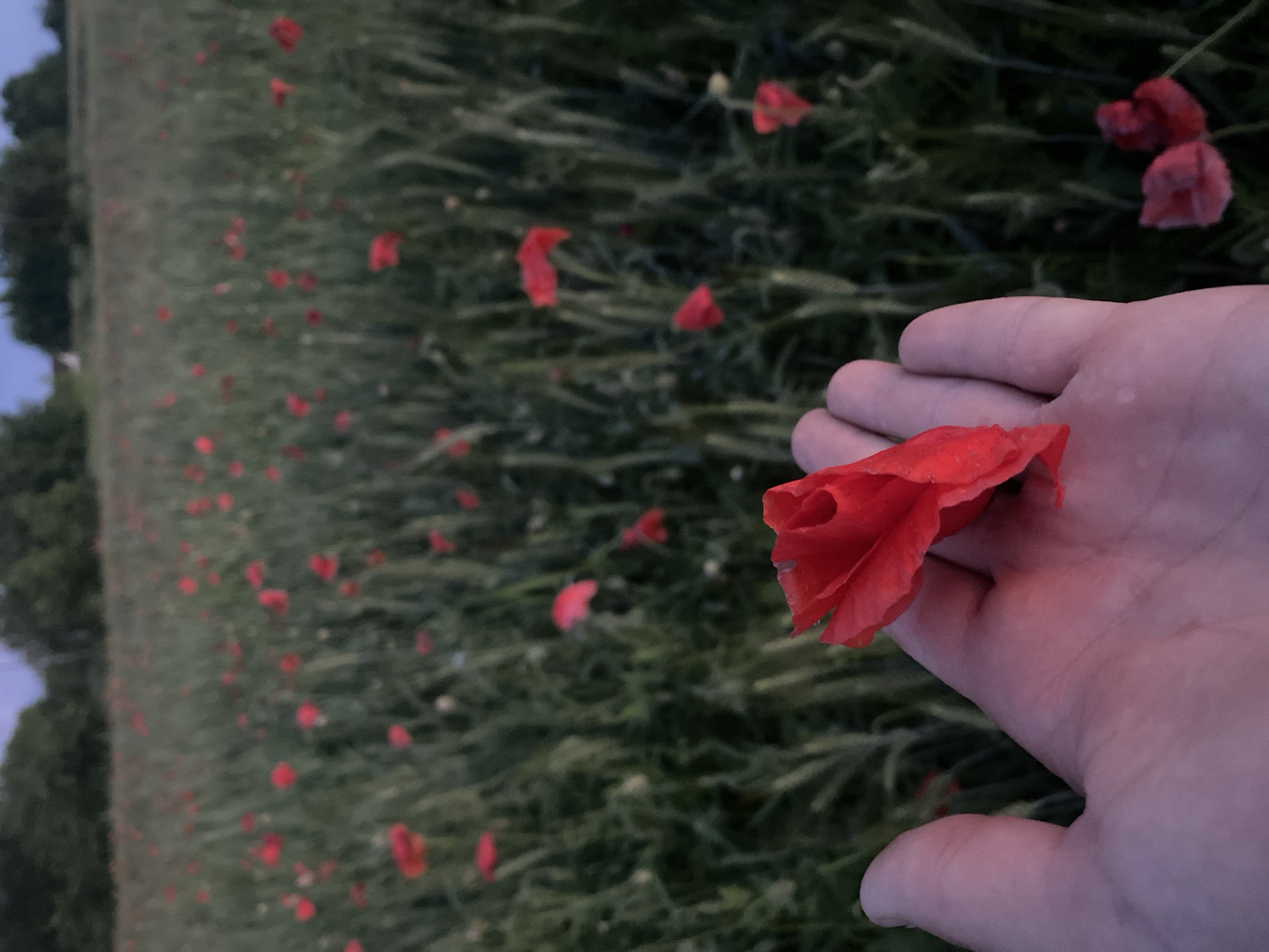 A human hand is held up, palm facing the camera, with a single red poppy flower resting on its surface. The poppy is vibrant red with delicate, slightly crumpled petals. The hand appears to be in the process of holding or presenting the flower. In the background, a field of poppies stretches out, their red blooms scattered amongst tall, green stalks. The field is dense with flowers, creating a sea of red and green. The sky above is a dusky, twilight blue, suggesting the image was taken at dusk. Trees line the horizon in the distance, their forms dark against the fading light. The overall scene conveys a sense of natural beauty and tranquility, possibly in a rural setting like the village of Ustyvytsia, Ukraine, known for its natural landscapes.