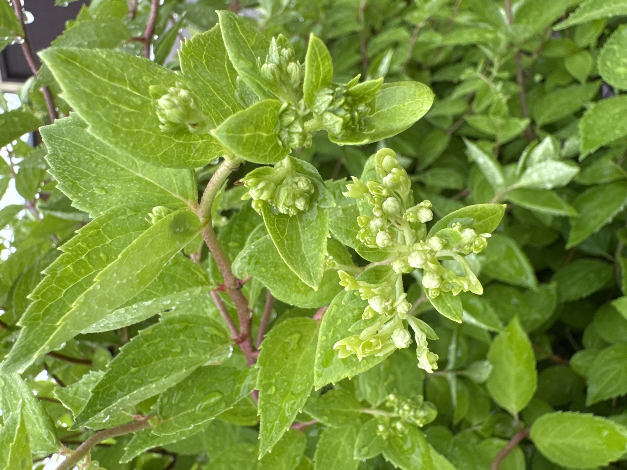 The image shows a close-up view of a leafy plant with small, unopened flower buds. The leaves are a vibrant green and appear to be wet, with visible water droplets on their surfaces. The plant has several reddish-brown stems. In the background, a dark blurry object, possibly part of a building, is visible. The lighting suggests an overcast day. The location is not specified in the image.