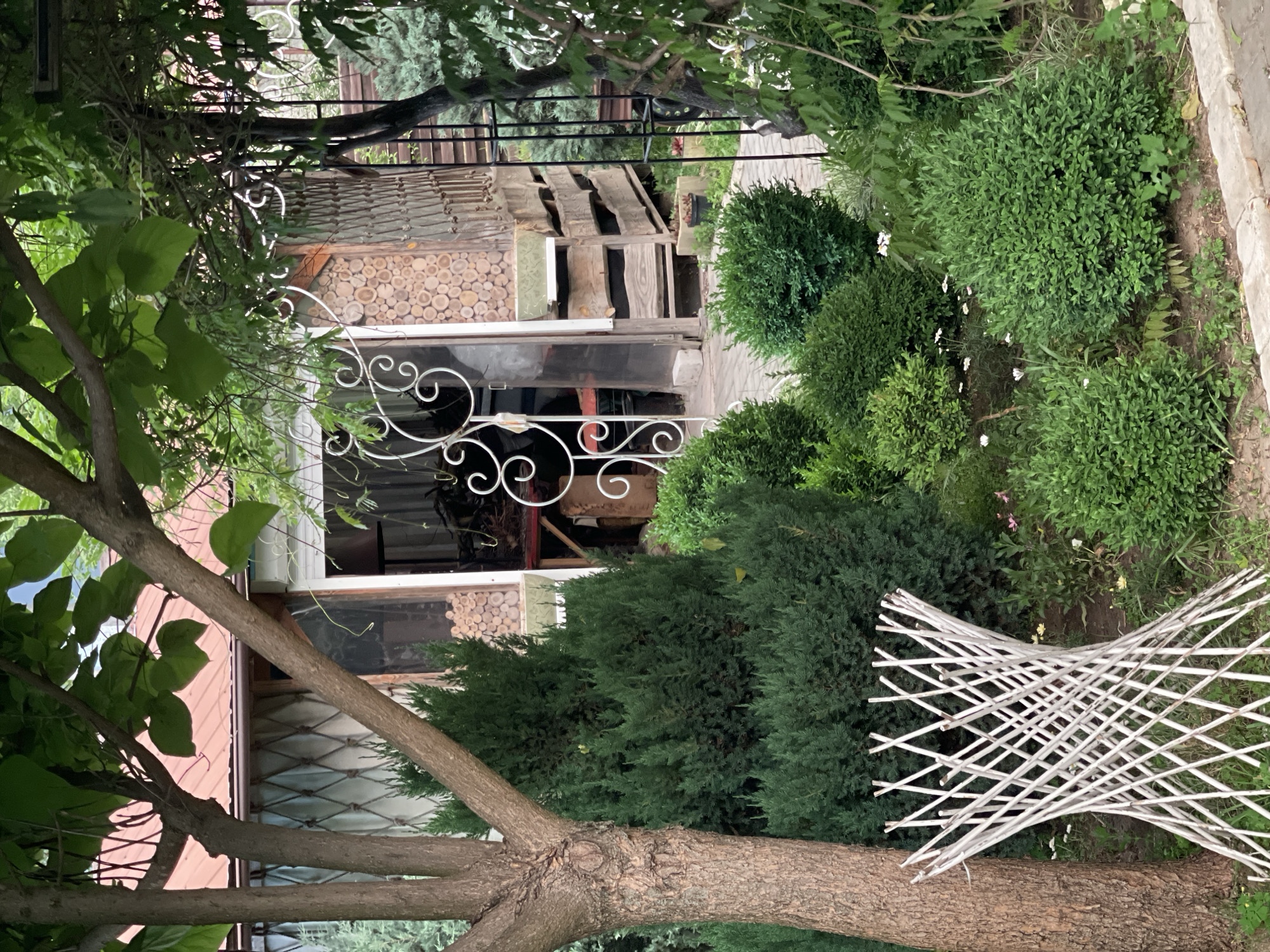 The image depicts a backyard scene in Radisne, Ukraine. A mature tree with rough bark stands to the left, its branches partially obscuring a red-roofed building. In the middle ground, a small building or shed with wooden siding and glass doors is visible, with a white decorative metal screen in front of it. The area is landscaped with various evergreen shrubs, some trimmed into rounded shapes and others more naturalistic. A white, lattice-like structure is positioned in the foreground. The ground is covered with paving stones and soil, with some small white flowers scattered amongst the greenery. The overall impression is of a well-maintained garden area adjacent to a residential structure.