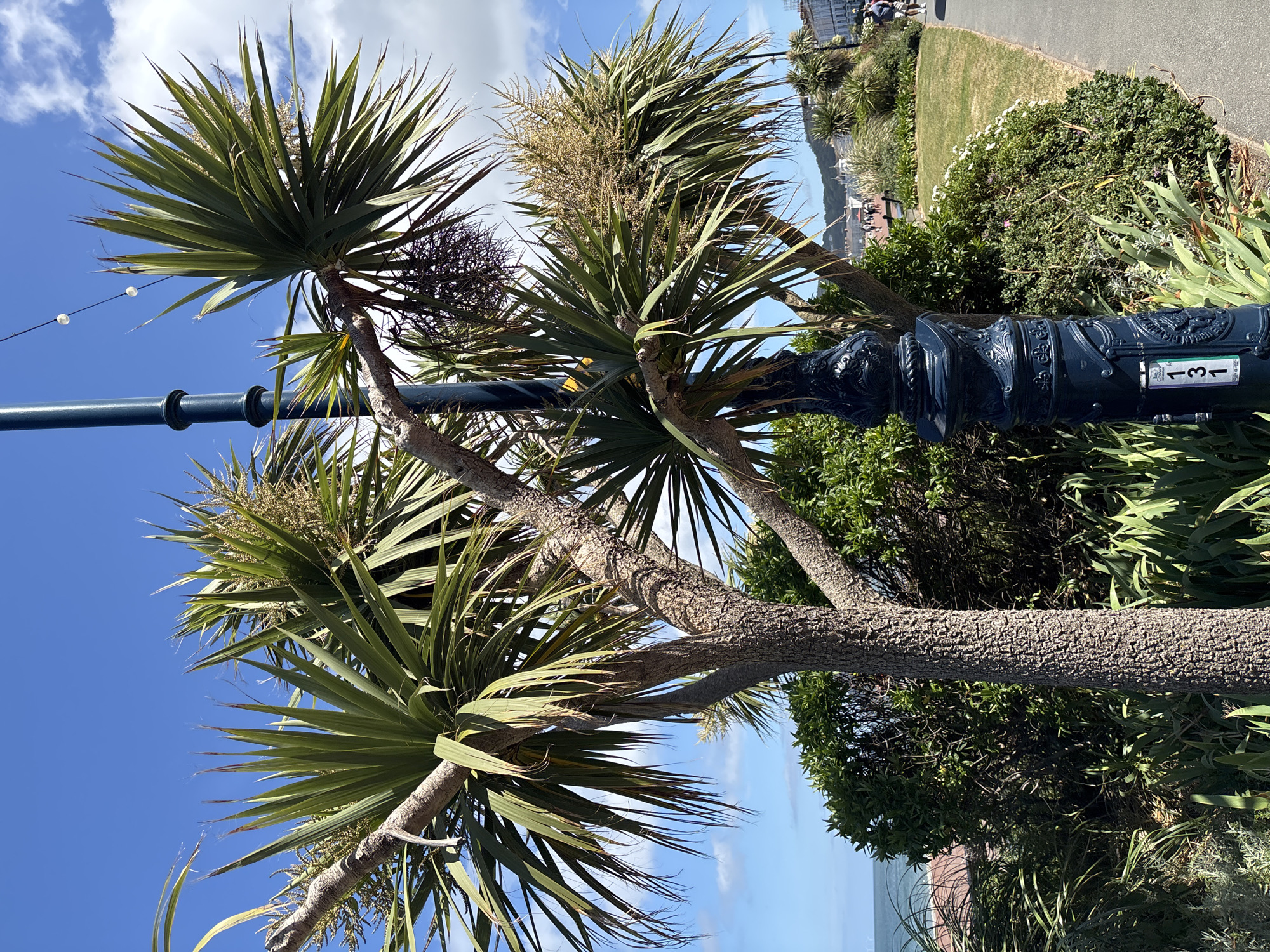The image depicts a view in Llandudno, United Kingdom. Foreground elements include a Cordyline australis tree with spiky green foliage and a textured trunk. Adjacent to the tree is a dark blue metal lamppost with ornate detailing and the number "131" displayed on a small sign.
The background features a grassy area with various shrubs and plants. Further in the distance, there is a promenade or walkway with people strolling along it. The sea and horizon are visible in the background, with a clear blue sky and scattered clouds overhead.
