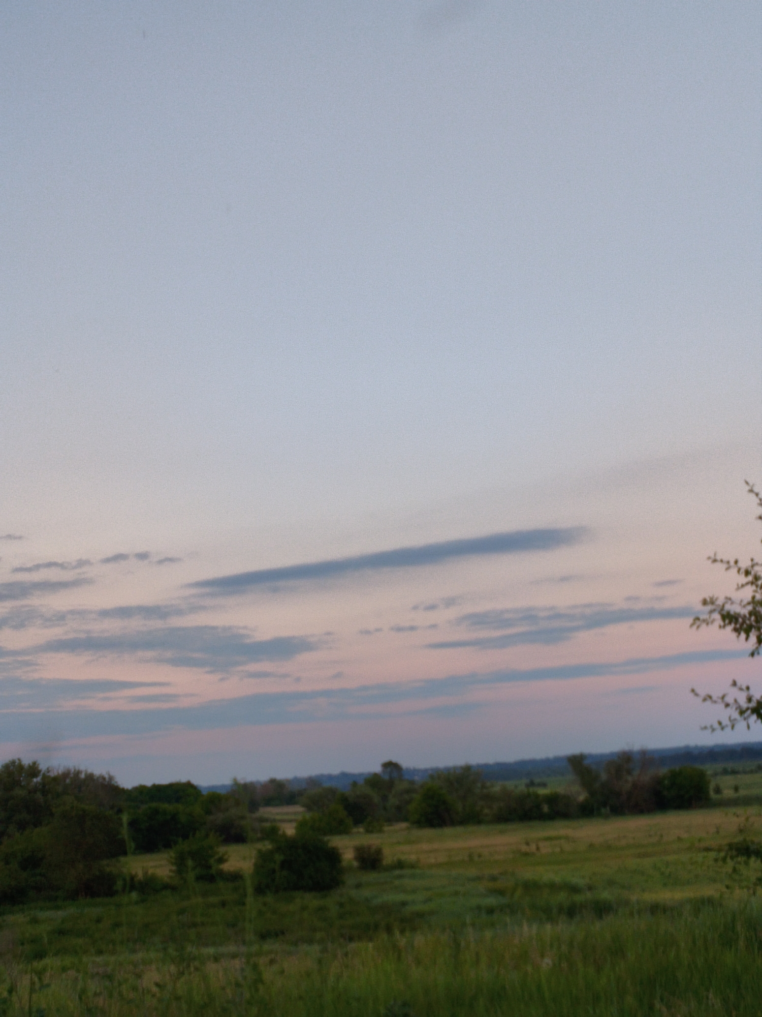 This is an outdoor, landscape photograph taken during the twilight hours. The sky is a pale blue with thin, horizontal clouds, tinged with pink and purple hues, indicating either sunrise or sunset. The lower portion of the image depicts a rural scene with rolling hills and fields. Dense green foliage, consisting of trees and shrubs, is scattered across the landscape. The foreground is dominated by tall, green grass and other vegetation. The overall impression is one of a serene, natural environment in the countryside. There are no people or man-made structures visible in the scene. The location is identified as Ustyvytsia, Ukraine, suggesting a rural area within that region.