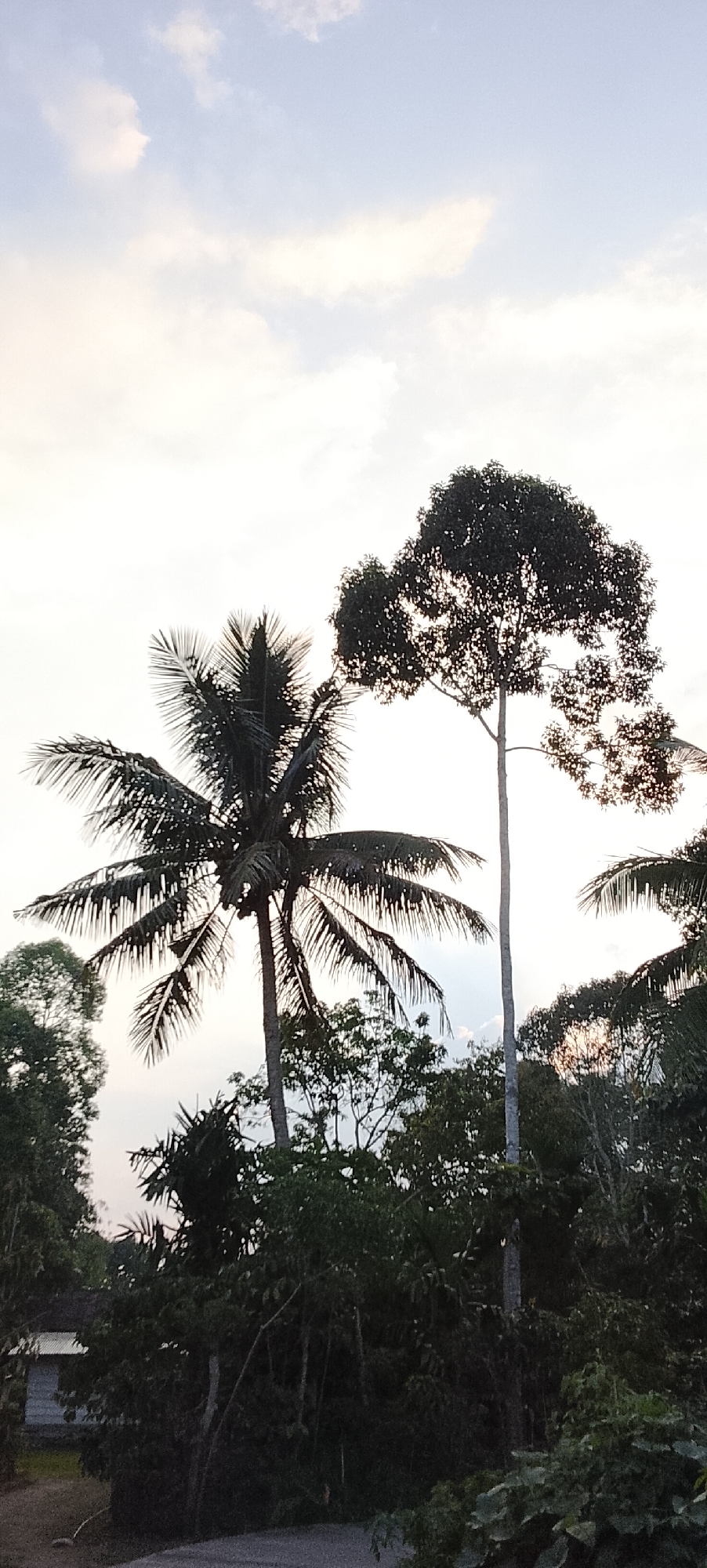 The image captures a vertical shot of a tropical landscape under a pale sky with wispy clouds. Silhouetted against the sky are the tops of several trees, most prominently a coconut palm on the left and a tall, broad-leafed tree in the center-right. Dense foliage fills the lower portion of the frame, obscuring the ground and a glimpse of a building with a corrugated metal roof on the far left. The scene suggests a rural or semi-rural environment, possibly on the outskirts of Padang Dalom, Indonesia, given the presence of tropical vegetation. There are no people or animals visible in the frame, and no action is taking place. The lighting indicates it is either early morning or late afternoon, with soft, diffused light.