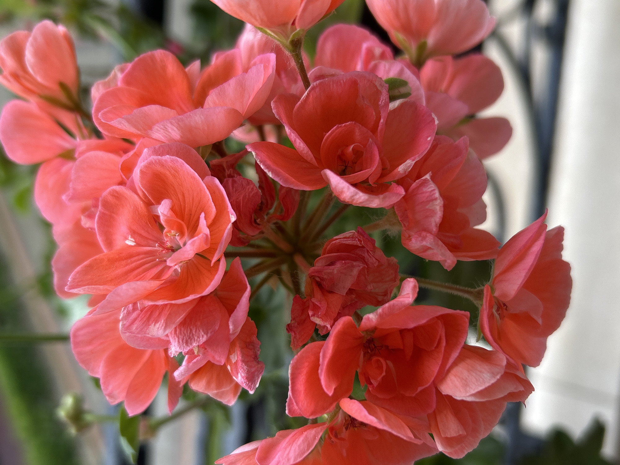 The image shows a close-up of a cluster of salmon-colored geranium flowers, possibly in a garden or balcony setting. The flowers are in various stages of bloom. The background features a blurred, out-of-focus view, suggesting a balcony railing and urban backdrop. Location is presumed to be Plovdiv, Bulgaria.