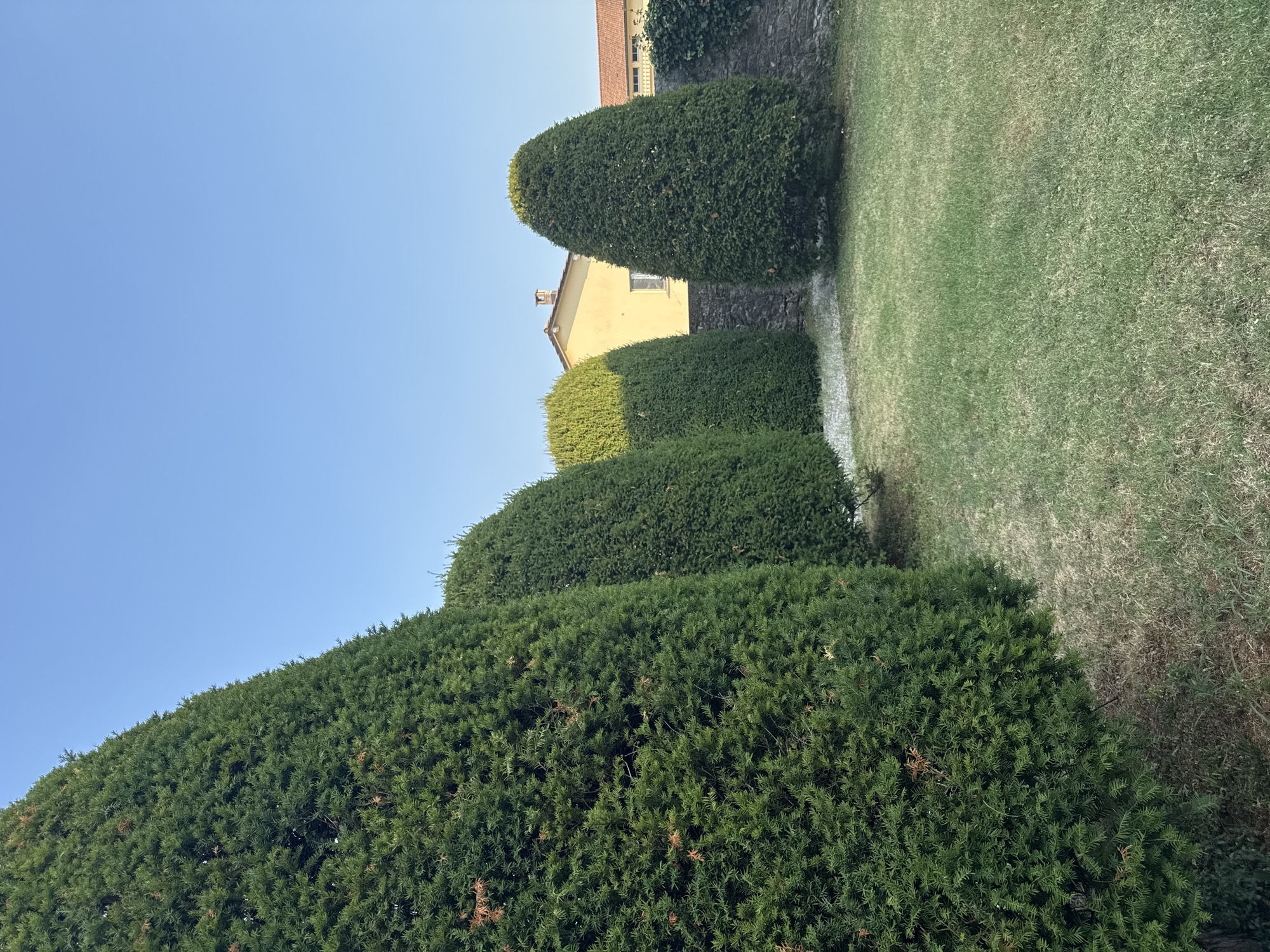 A row of cone-shaped evergreen trees stands tall in a grassy yard, with a stone wall and a yellow building in the background under a clear blue sky. The trees are tightly manicured and a light-colored mulch is visible at their base. The grass appears dry in patches. The building has an orange tiled roof and a single visible window. This scene is located in Balerna, Switzerland.