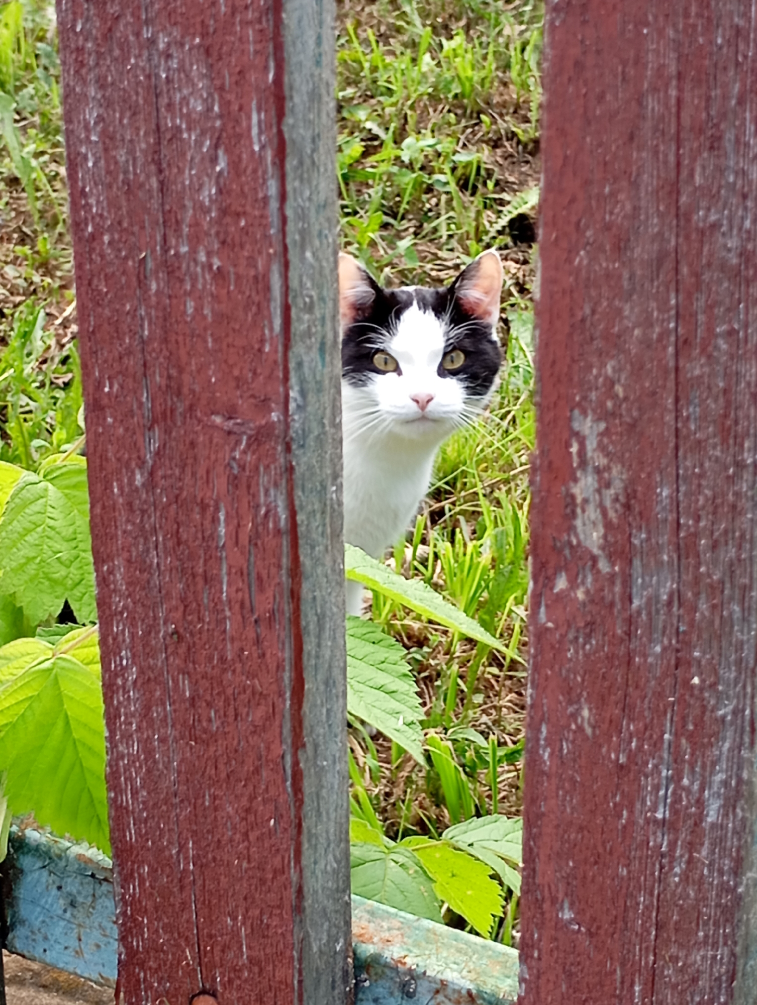 A black and white cat with yellow eyes peeks out from behind a weathered, red wooden fence. The cat's face is mostly white with black patches over its ears and around its eyes. It is surrounded by green grass and foliage. The fence is made of vertical wooden planks, with some appearing to be peeling. A blue metal bar is visible at the bottom of the frame, suggesting the fence is part of a larger structure, possibly a garden or yard. The overall scene appears to be an outdoor setting in a rural or suburban environment. The location is described as Фоки, Russia.