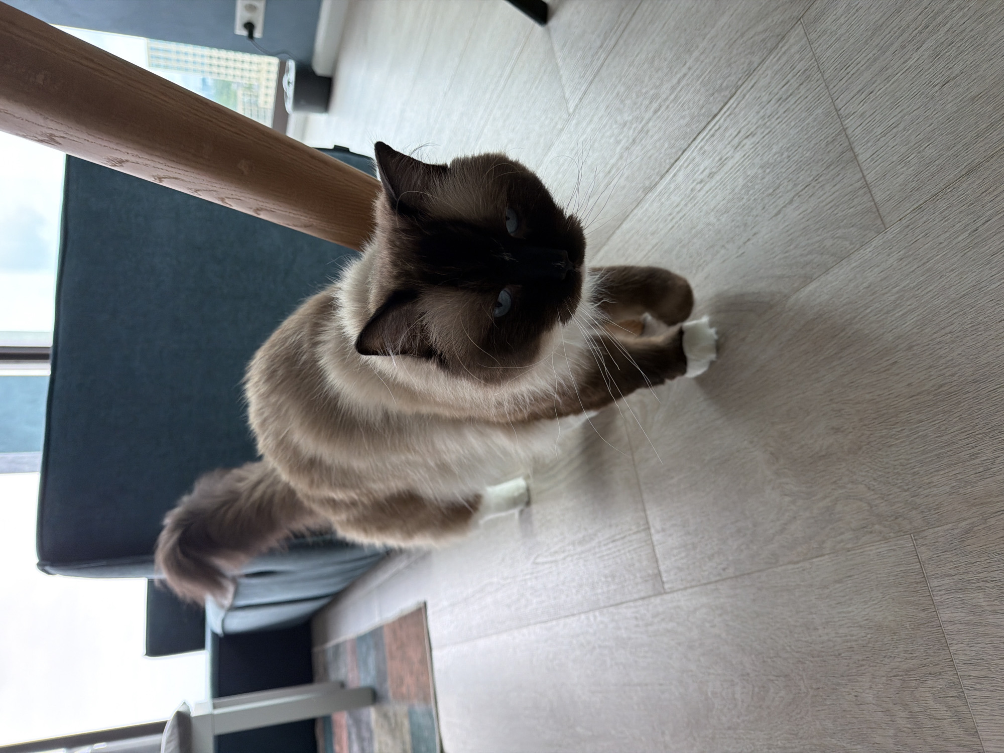 A fluffy, brown and white cat with blue eyes walks across a light-colored wooden floor. The cat has dark brown markings on its face and ears, a lighter brown body, and white paws. It is facing forward and looking slightly down. In the background, a dark teal sofa is visible. To the right, a light brown wooden beam or furniture leg is angled diagonally. The scene appears to be indoors, likely in a residential setting. The image does not provide any specific details indicating a location in the city of Rijswijk, Netherlands.