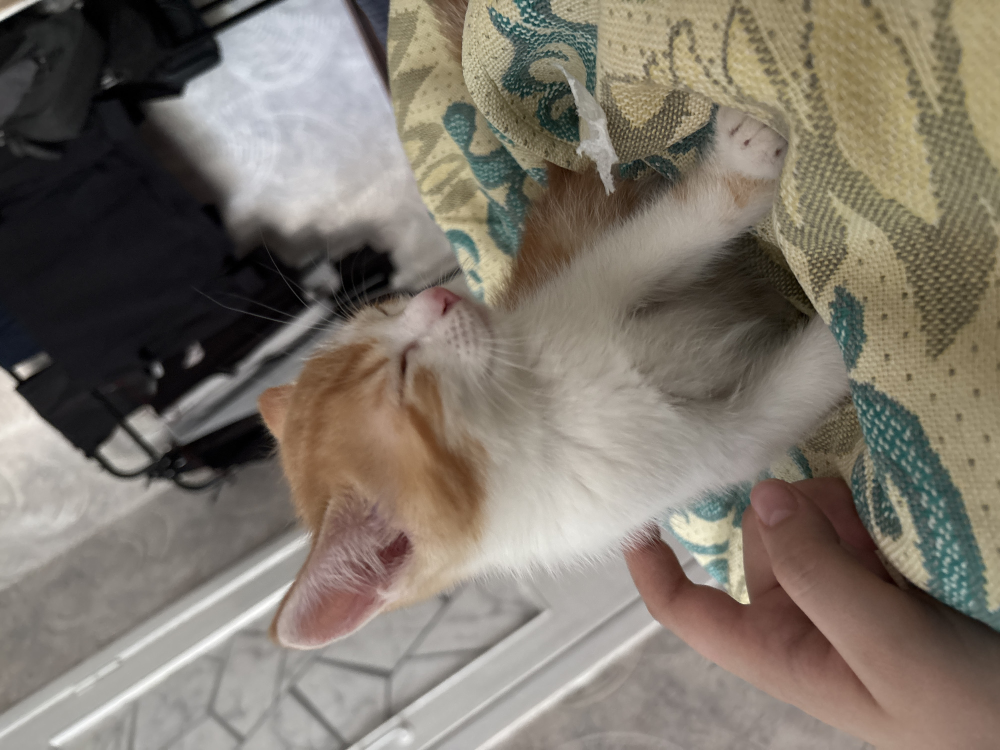An orange and white kitten with its eyes closed is being held by a person's hand. The kitten is lying on a patterned blanket. The background is out of focus, showing what appears to be furniture and possibly a window. The scene appears to be indoors, likely in a residential setting in Svietlahorsk, Belarus.