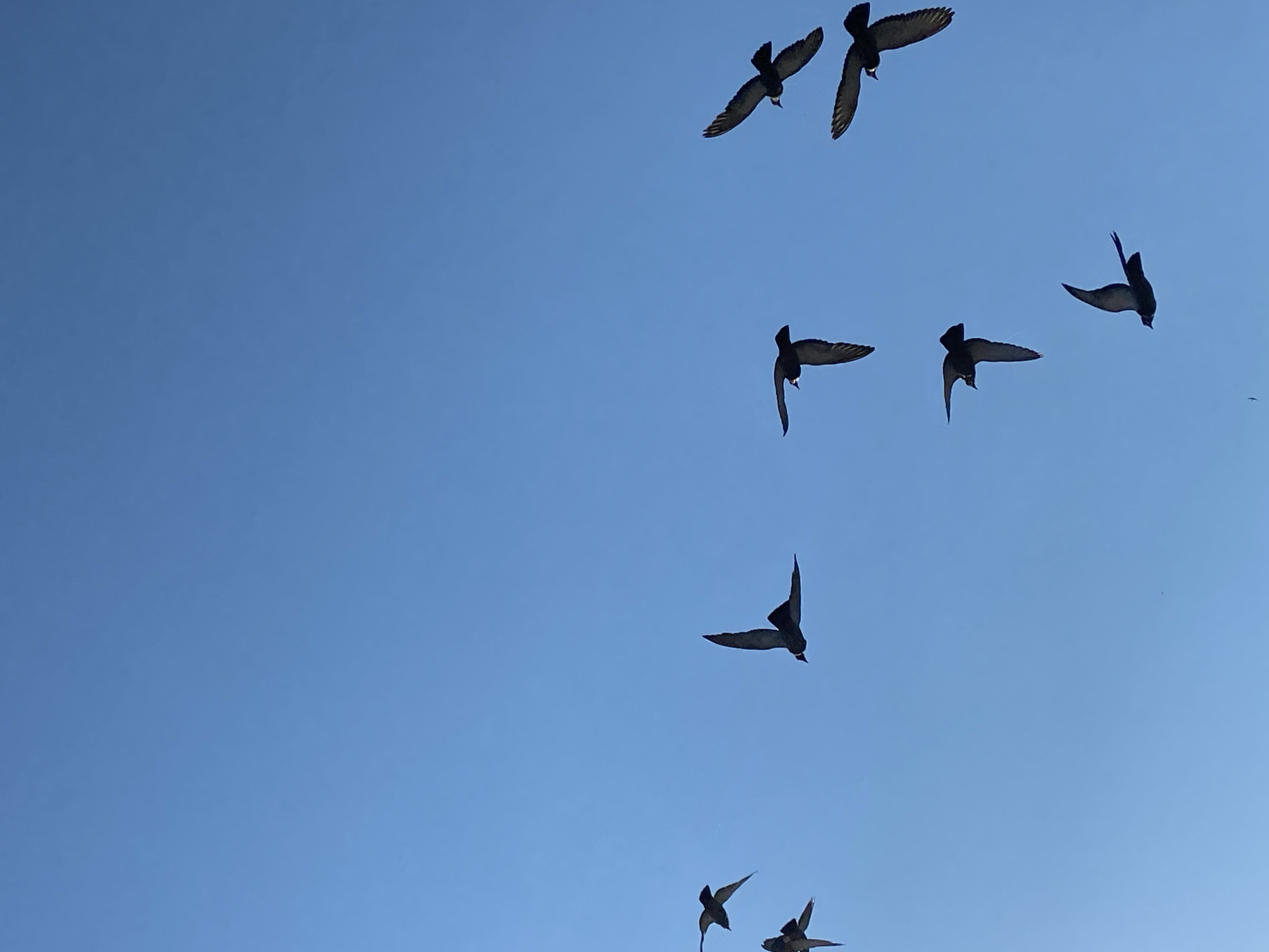 The image depicts a flock of birds in silhouette against a clear blue sky. The birds are in various flying positions, with wings outstretched or in motion. The scene is captured from a low-angle perspective, emphasizing the vastness of the sky. There are no discernible landmarks or context that would suggest a specific location within the city of Budva, Montenegro. The image is a simple, unadorned depiction of birds in flight.