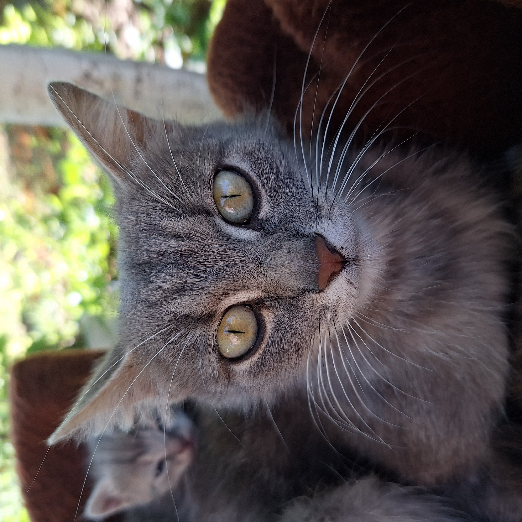A close-up, high-angle portrait captures a grey tabby cat looking directly upwards with large, striking green-yellow eyes. The cat's face fills much of the frame, showcasing its long white whiskers and a pinkish-brown nose. Its fur is a mix of grey and darker tabby stripes. Below and slightly behind the main cat's chin, a blurry, small grey kitten is visible, resting against a soft, dark brown upholstered surface, likely a cat tree or bed. The background is softly blurred, revealing bright green foliage and some light-colored structural elements, suggesting an outdoor or well-lit indoor setting, possibly on a balcony or near a window, in Staropatitsa, Bulgaria. The natural light indicates it is daytime. The primary cat appears curious and attentive. No text is visible in the image.