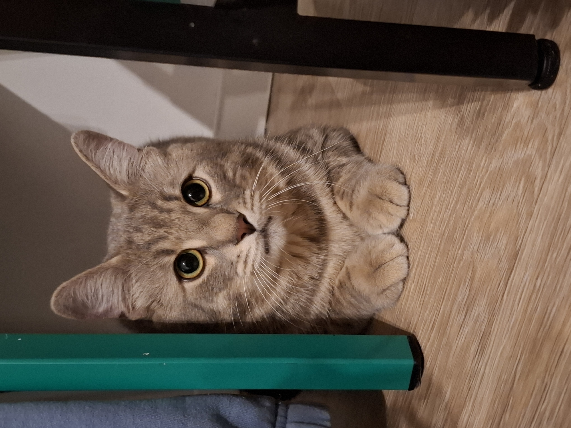 A close-up, medium shot captures a light brown tabby cat with large, expressive yellow eyes, nestled beneath a piece of furniture. The cat is lying down, with its front paws neatly tucked underneath its body. It is positioned between a bright green table leg on the left and a dark brown table leg on the right. The background consists of a plain white wall and light brown wooden flooring. The cat's fur displays subtle stripes and a lighter underside. The lighting appears to be natural, casting a soft shadow on the wall behind the cat. No people or other animals are visible in the frame. The scene is devoid of any specific environmental context that would suggest a particular city or location.