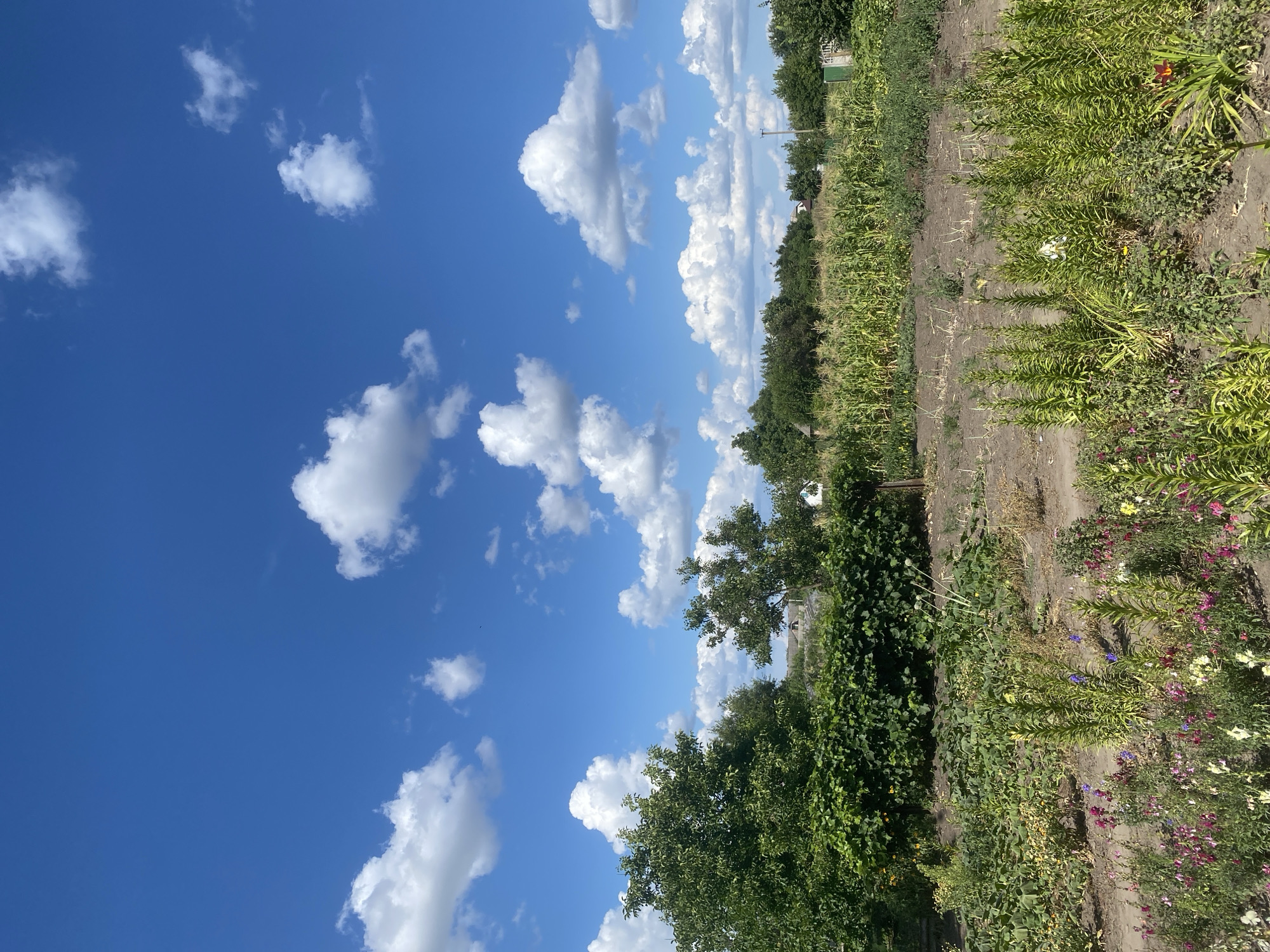 The image depicts a rural landscape under a bright blue sky with scattered white cumulus clouds. In the foreground, a garden bed is filled with a variety of flowering plants, including pink, white, and purple blooms, alongside taller green plants with some dried stalks. Behind this, a patch of cultivated land shows rows of green plants, possibly vegetables, with some dry soil visible. Further back, a dense field of tall green corn stalks stretches across the mid-ground, with a line of trees forming the horizon. In the background, a few houses with visible roofs are nestled among the trees, suggesting a small village or rural settlement. The overall scene conveys a sense of an agricultural area on a clear, sunny day, consistent with the village of Ustyvytsia, Ukraine.