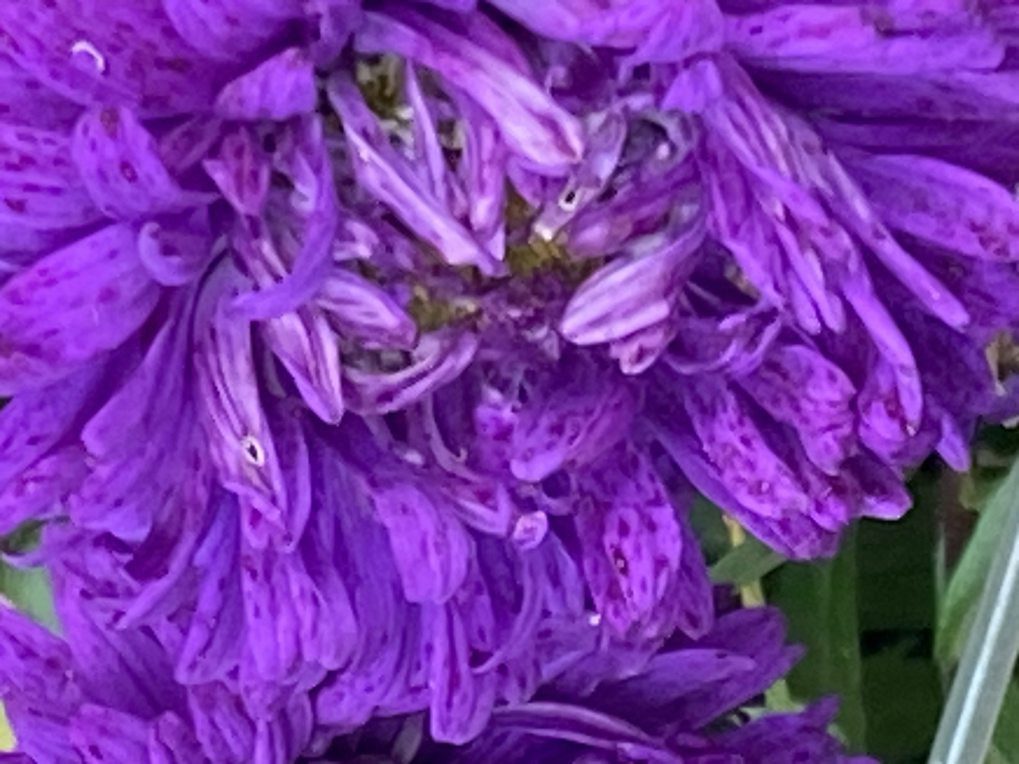 The image displays a close-up, vertical view of purple, spiky flower petals, likely chrysanthemums, filling the frame. The petals are layered and detailed, with some appearing slightly wilted or curled. The background is blurred and shows hints of green foliage. The image does not depict any recognizable landmarks or characteristics that would allow for the identification of a specific location within Novokuznetsk, Russia, or any other city. There are no people, objects, or actions visible in the scene.